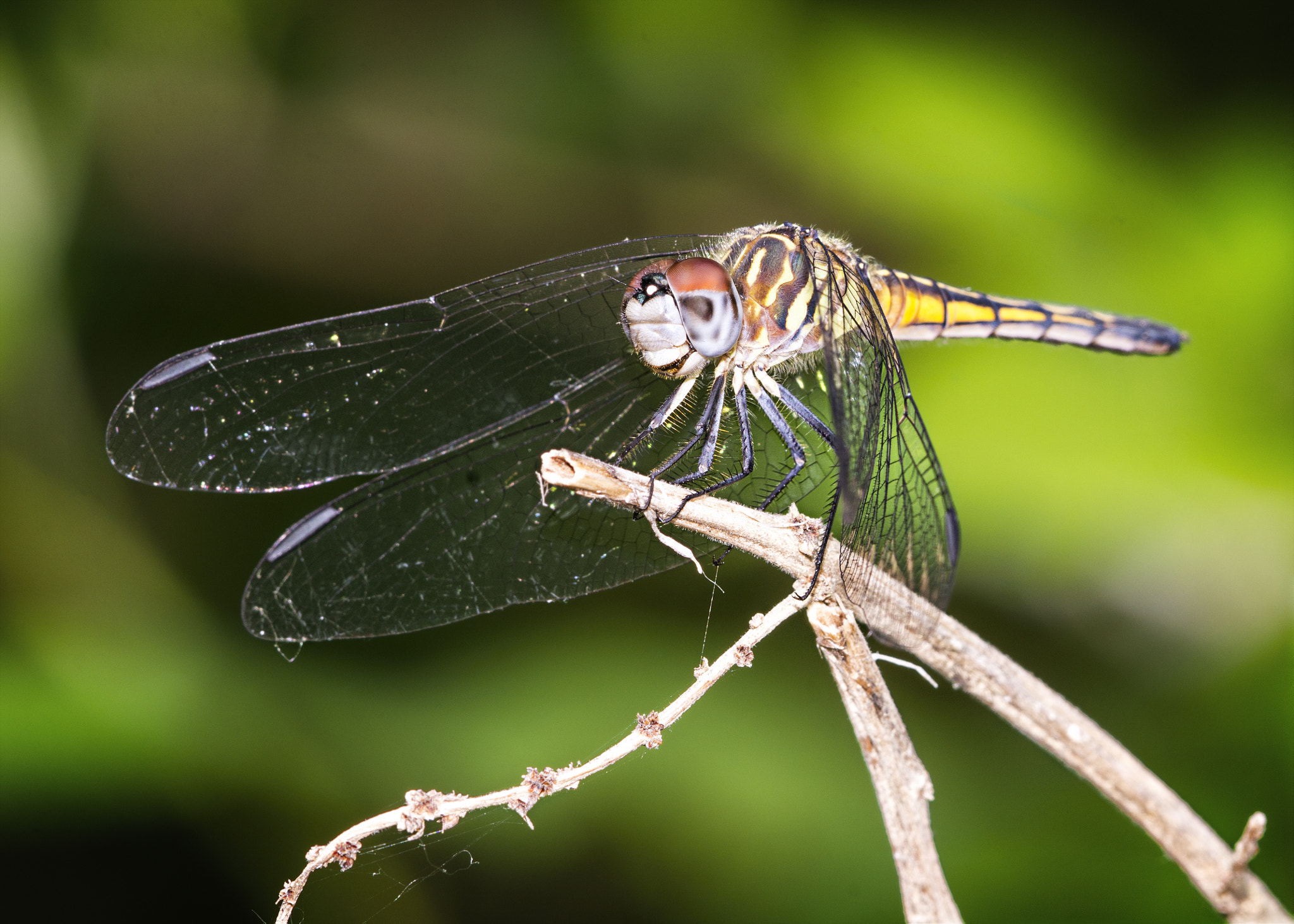 Nikon D7200 + Nikon AF Micro-Nikkor 200mm F4D ED-IF sample photo. Smile! photography