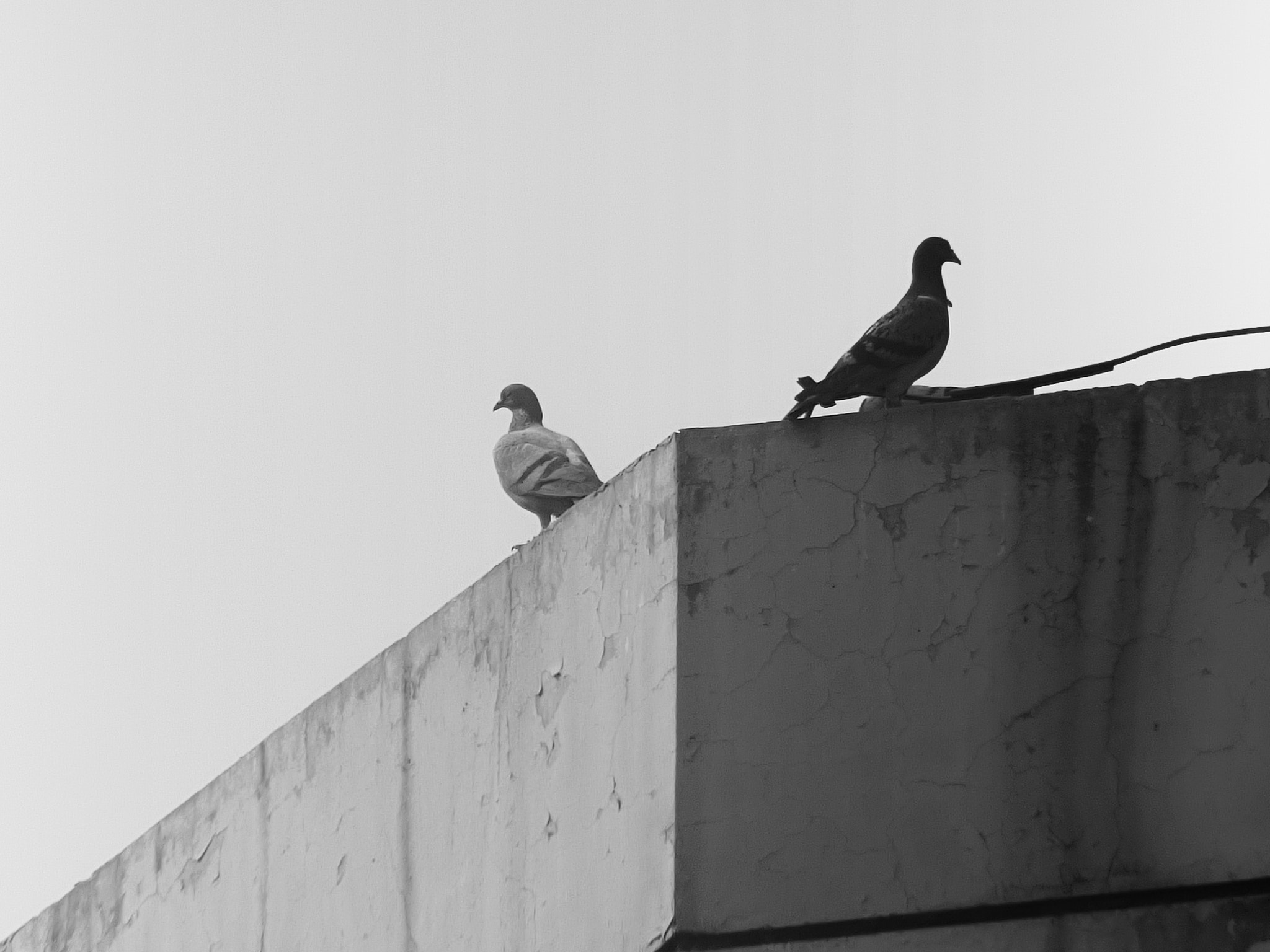 CASIO EX-ZR800 sample photo. The pigeons in the rest photography