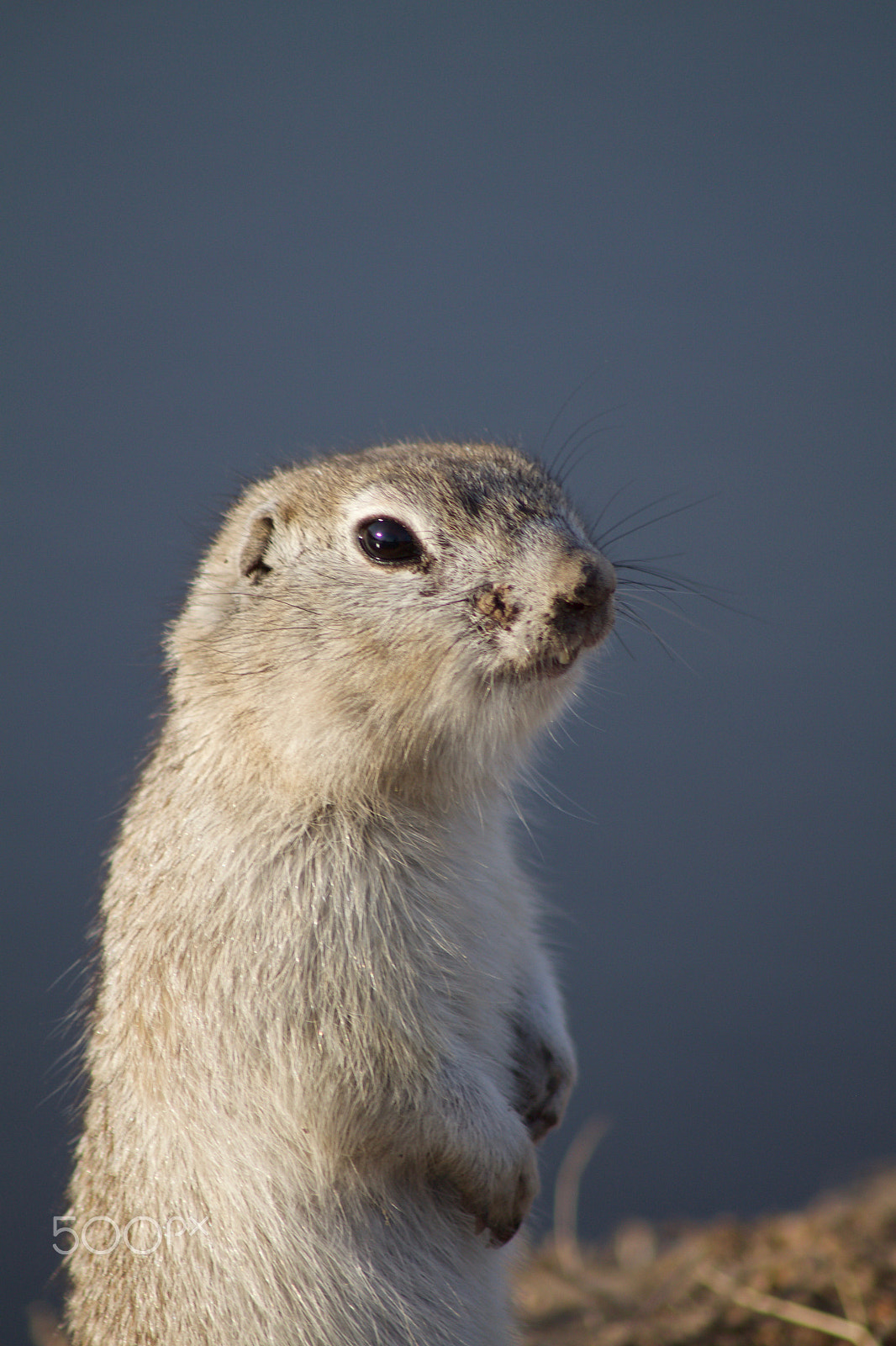 Canon EOS 500D (EOS Rebel T1i / EOS Kiss X3) sample photo. Portrait squirrel photography