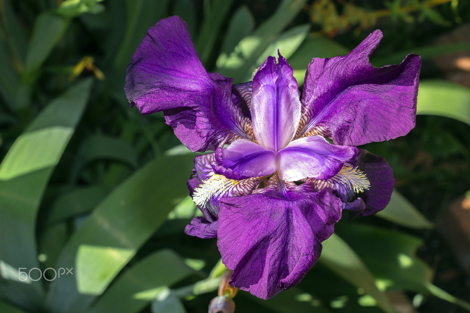 Canon EOS 100D (EOS Rebel SL1 / EOS Kiss X7) sample photo. Iris d'allemagne photography