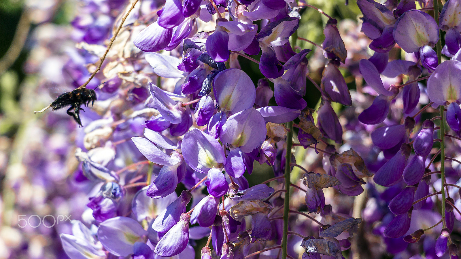 Canon EOS 100D (EOS Rebel SL1 / EOS Kiss X7) sample photo. Wisteria photography