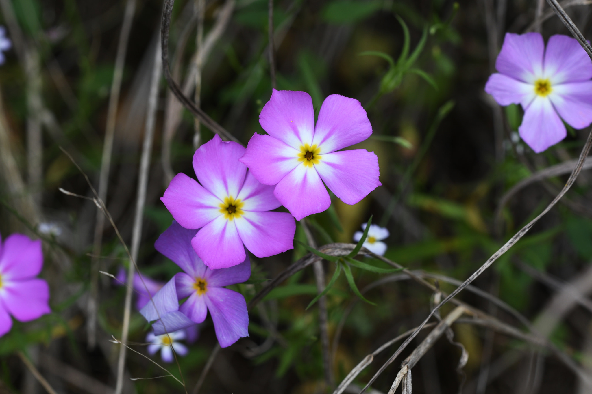 Sigma 150mm F2.8 EX DG OS Macro HSM sample photo. Goldeneye phlox photography