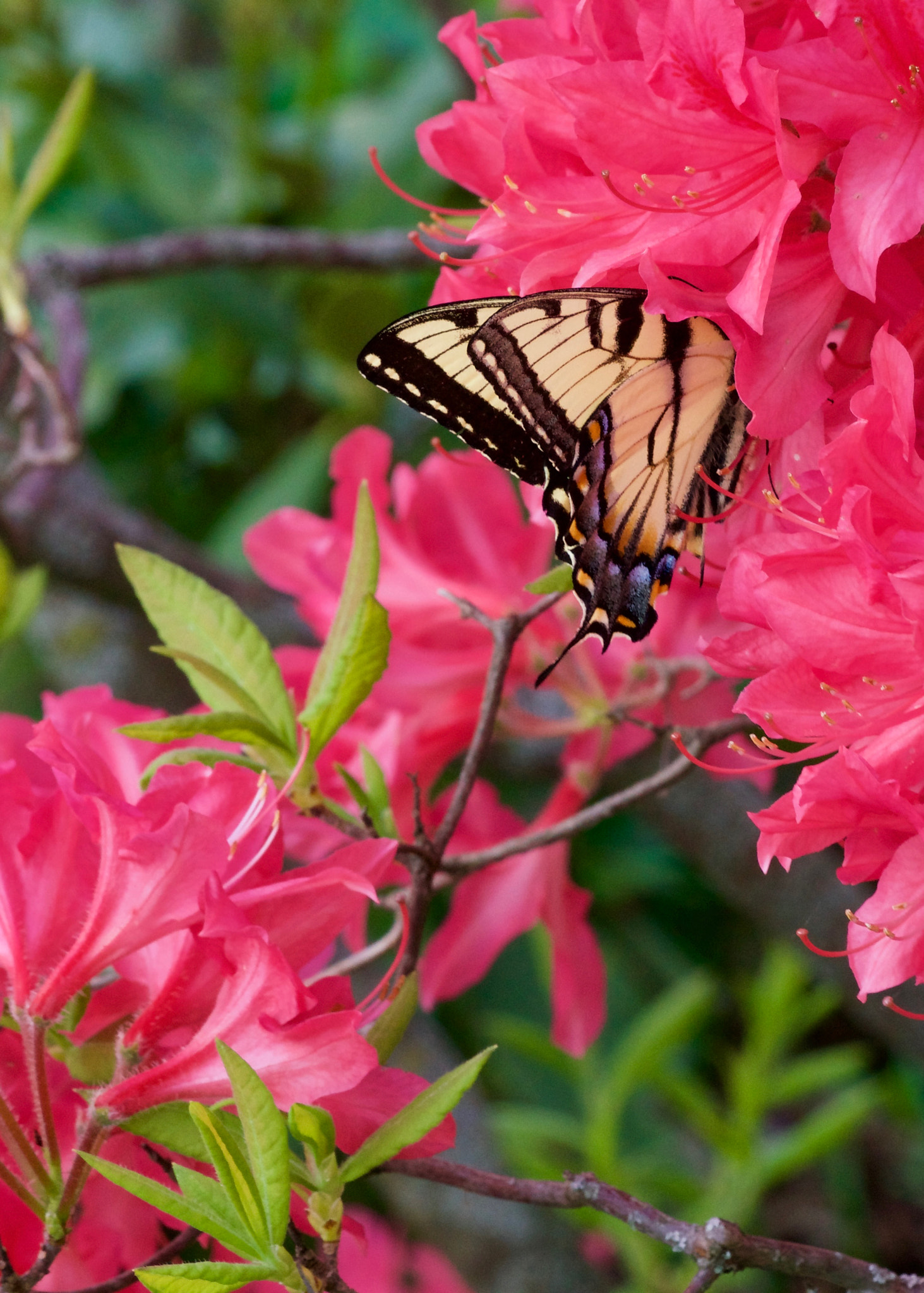 Sony a7R II + Sony FE 90mm F2.8 Macro G OSS sample photo. Eastern tiger swallowtail photography