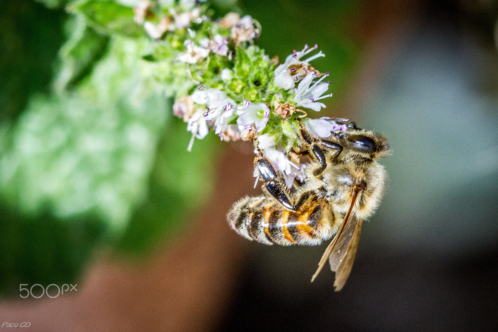 Canon EF 100mm F2.8 Macro USM sample photo. Abeja photography