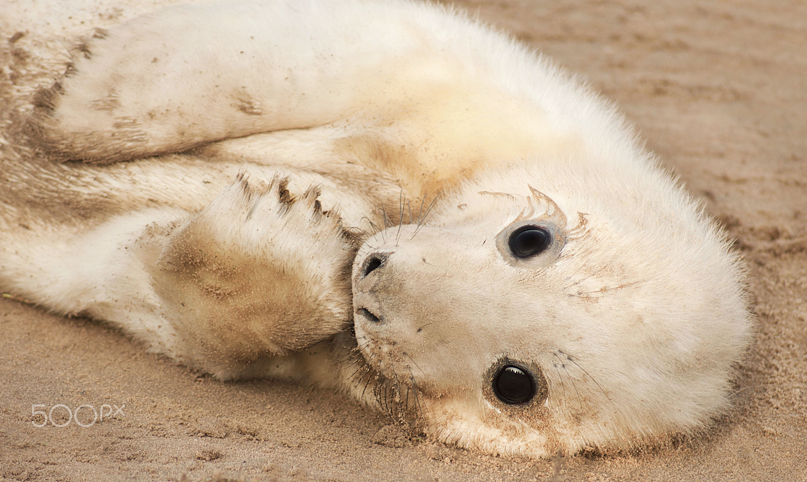 Sony Alpha DSLR-A700 + Sony 75-300mm F4.5-5.6 sample photo. Seal pup photography