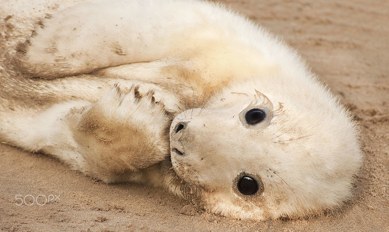 Sony 75-300mm F4.5-5.6 sample photo. Seal pup photography