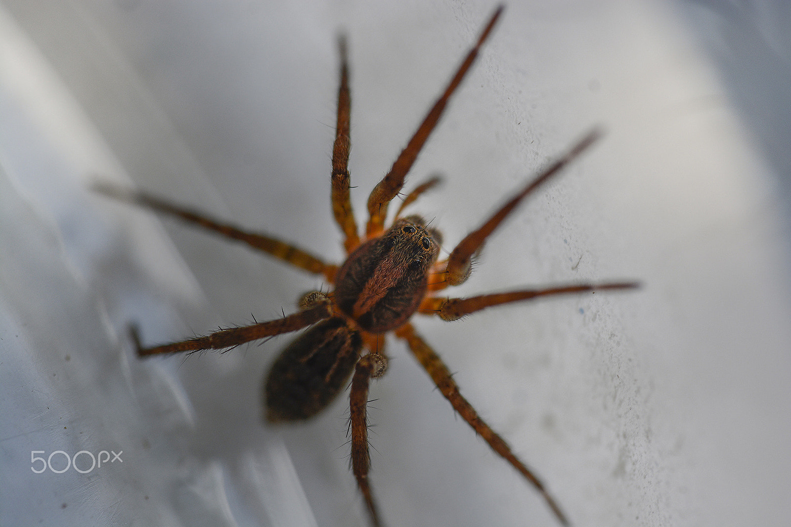 Sigma 150mm F2.8 EX DG Macro HSM sample photo. Aranha estranha -curious garden spider photography