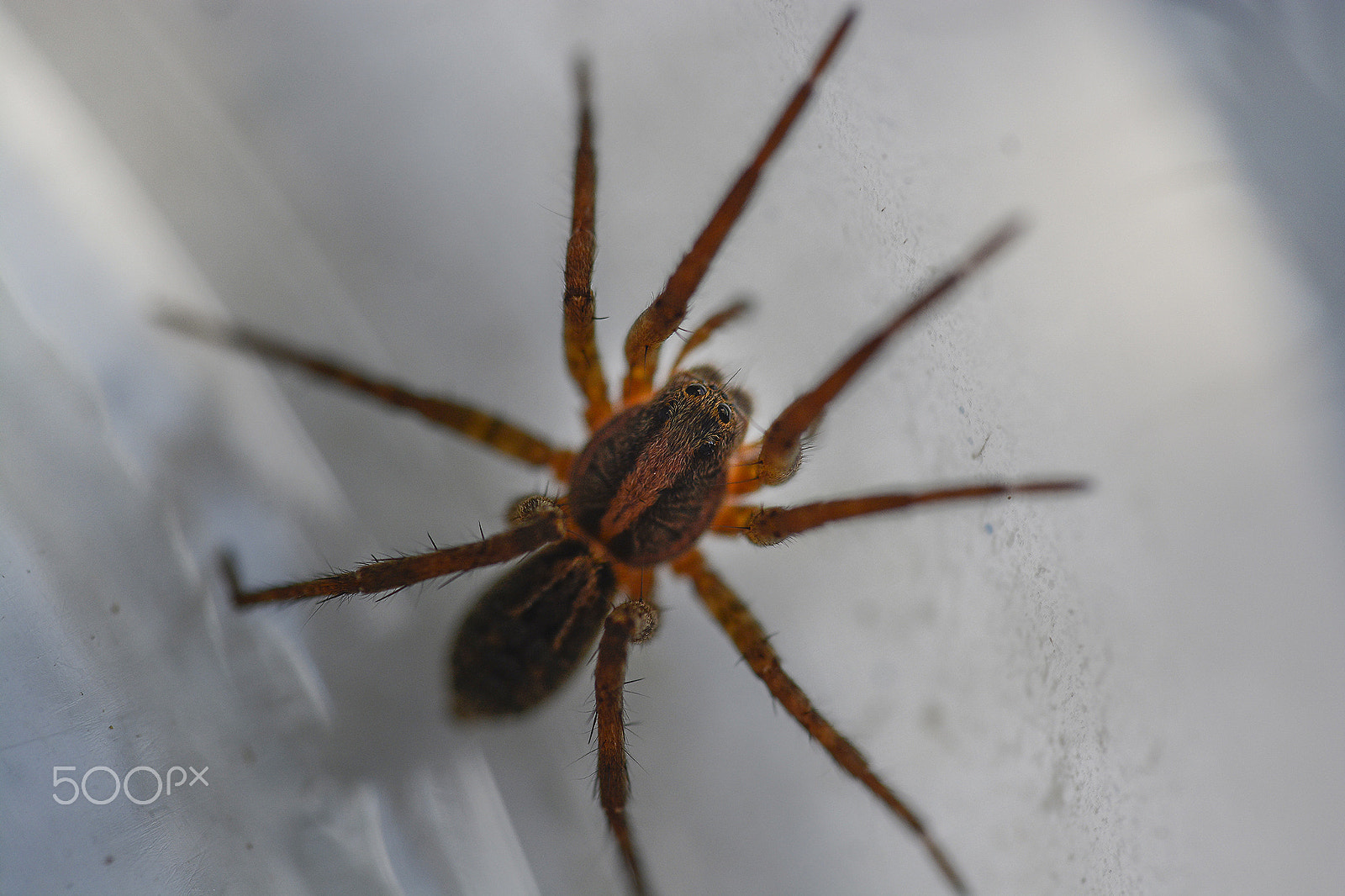 Nikon D7100 + Sigma 150mm F2.8 EX DG Macro HSM sample photo. Aranha estranha -curious garden spider photography