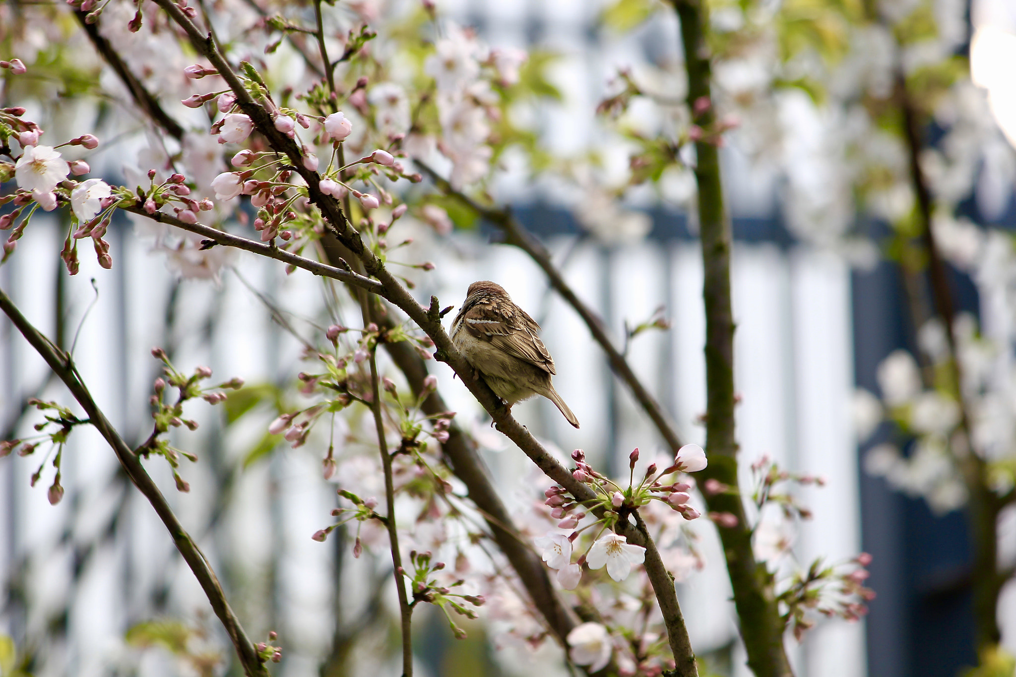 Canon EF-S 55-250mm F4-5.6 IS sample photo. 鸟语花香 photography