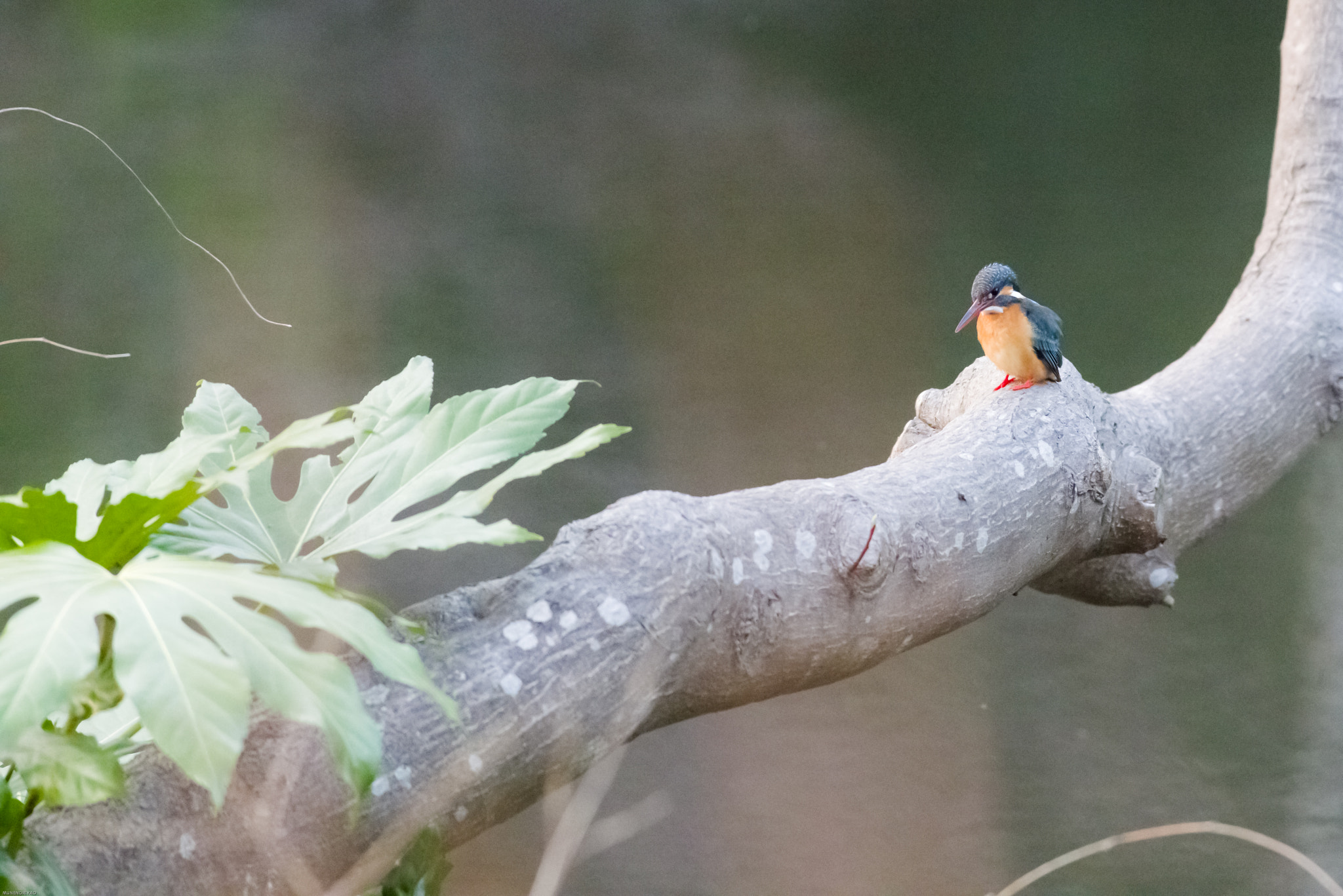 Pentax K-1 + Pentax smc DA* 300mm F4.0 ED (IF) SDM sample photo. Queenfisher photography