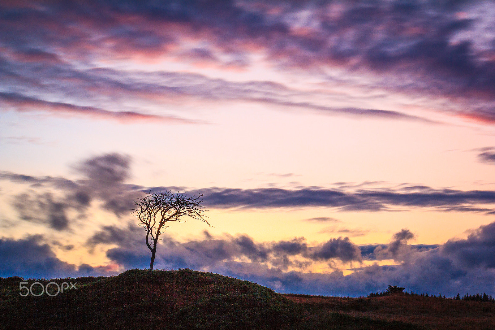 Canon EOS 60D + Canon EF 17-40mm F4L USM sample photo. Lone tree photography