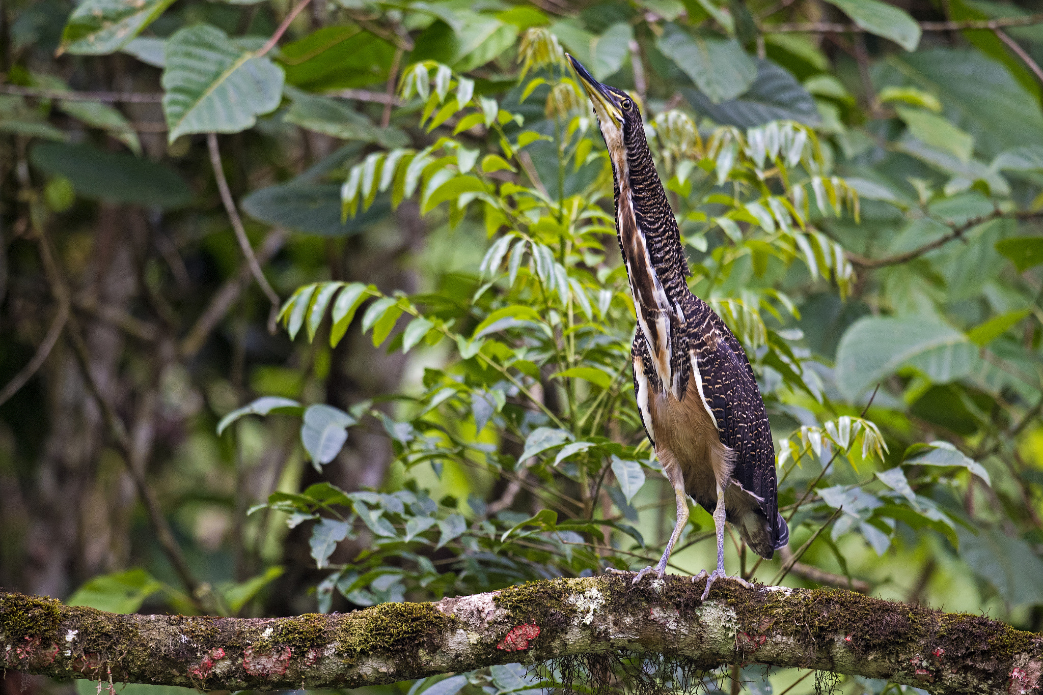 Nikon D5 + Nikon AF-S Nikkor 800mm F5.6E FL ED VR sample photo. Fasciated tiger-heron photography