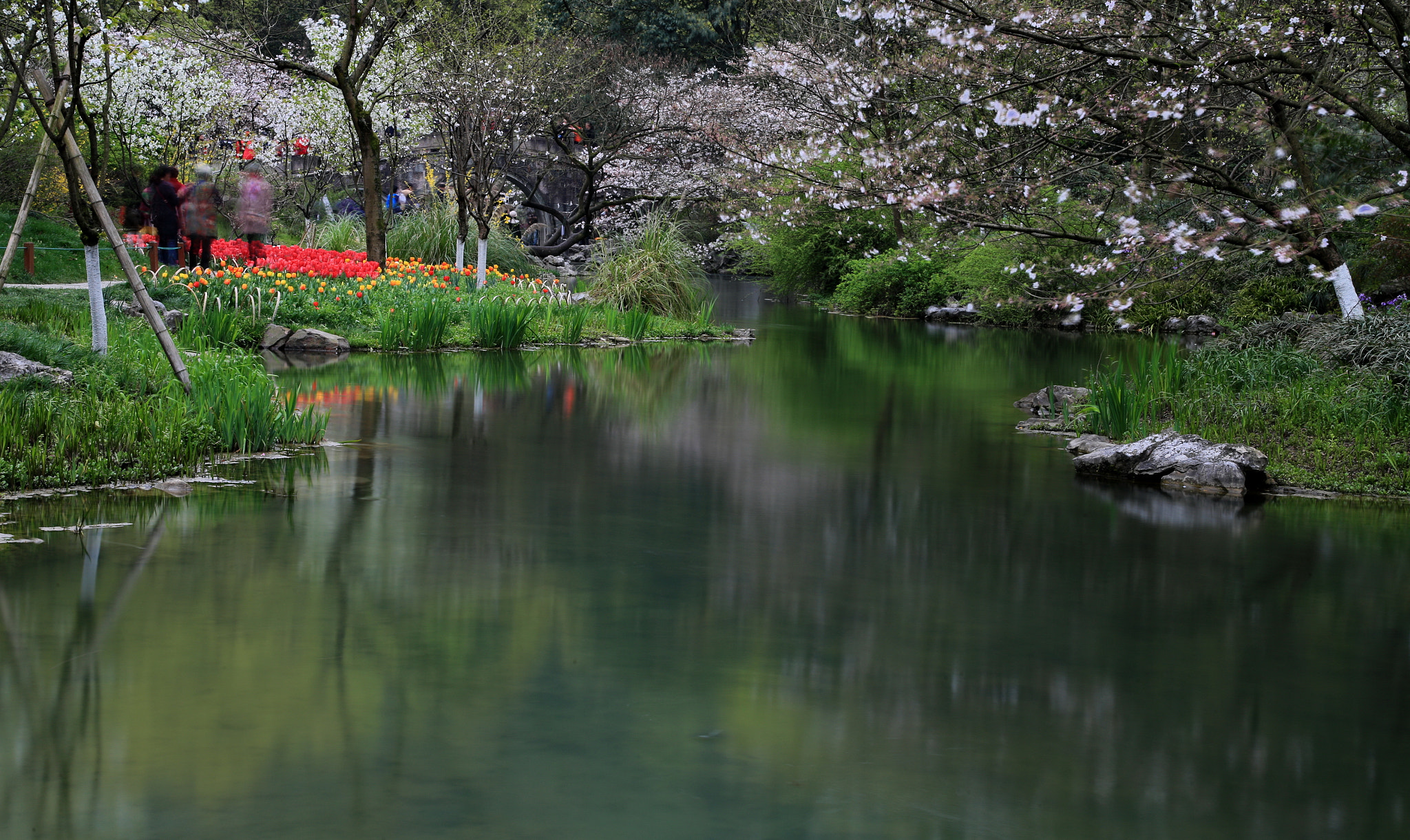 Canon EOS-1D X sample photo. Sacura by river photography