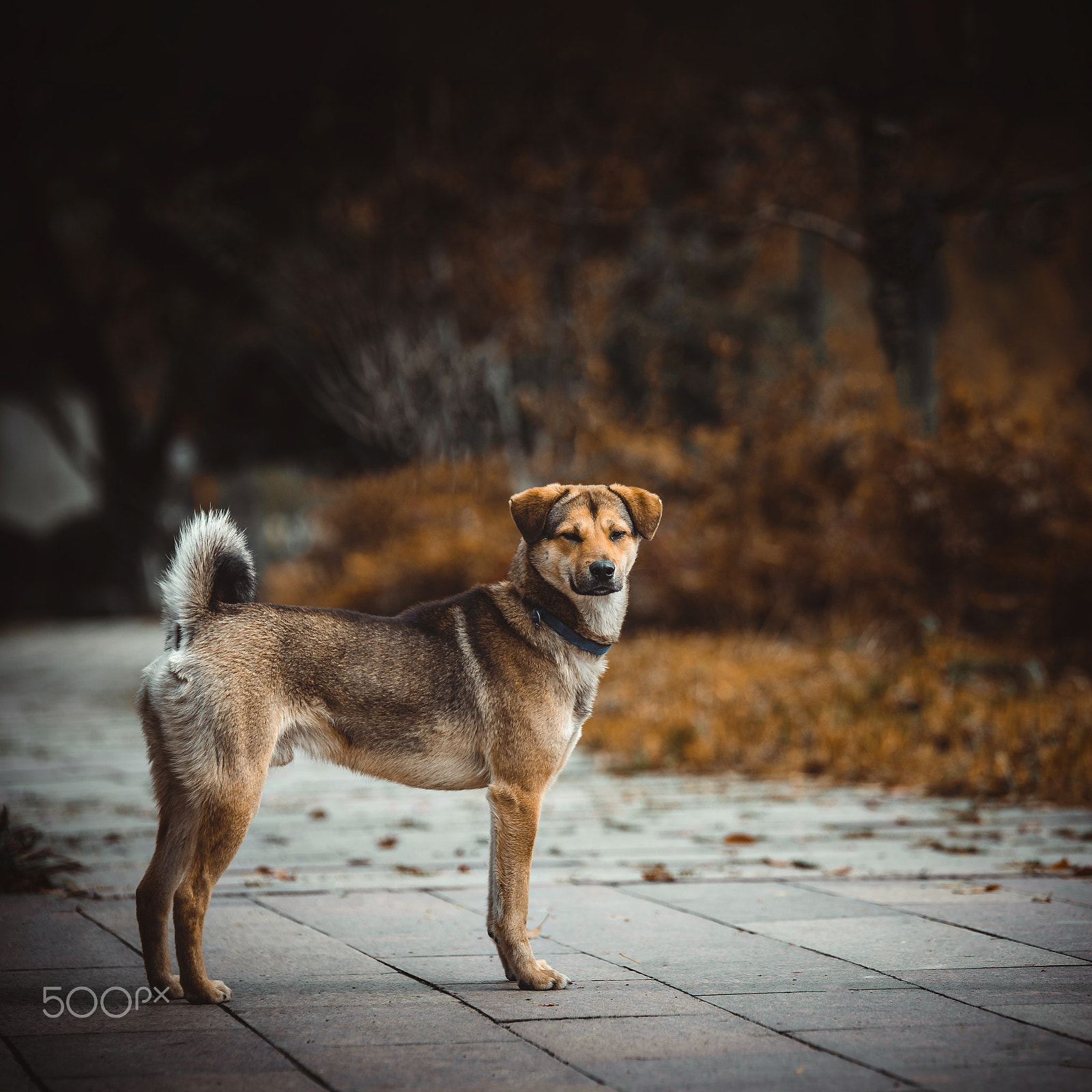 Tamron SP 70-200mm F2.8 Di VC USD sample photo. Dog photography