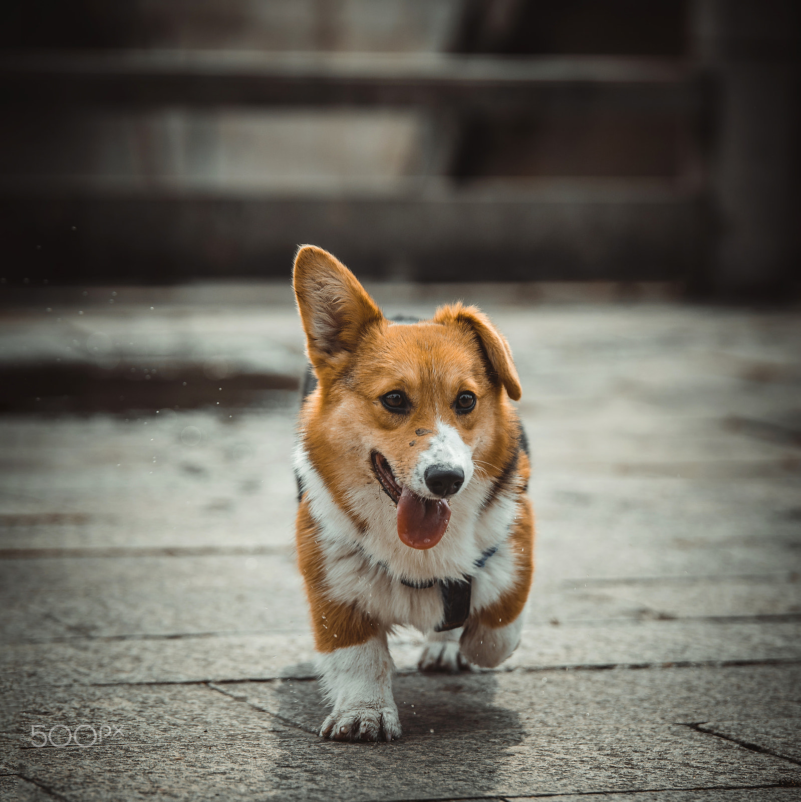 Nikon D810 + Tamron SP 70-200mm F2.8 Di VC USD sample photo. Dog photography