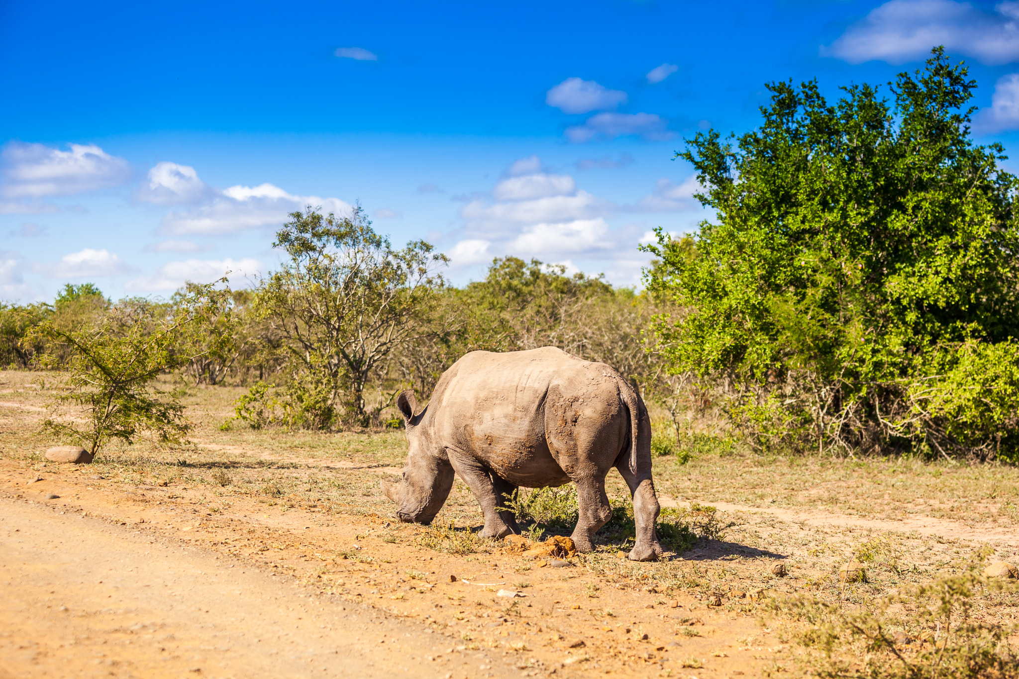Canon EF 70-200mm F2.8L USM sample photo. Rhino photography