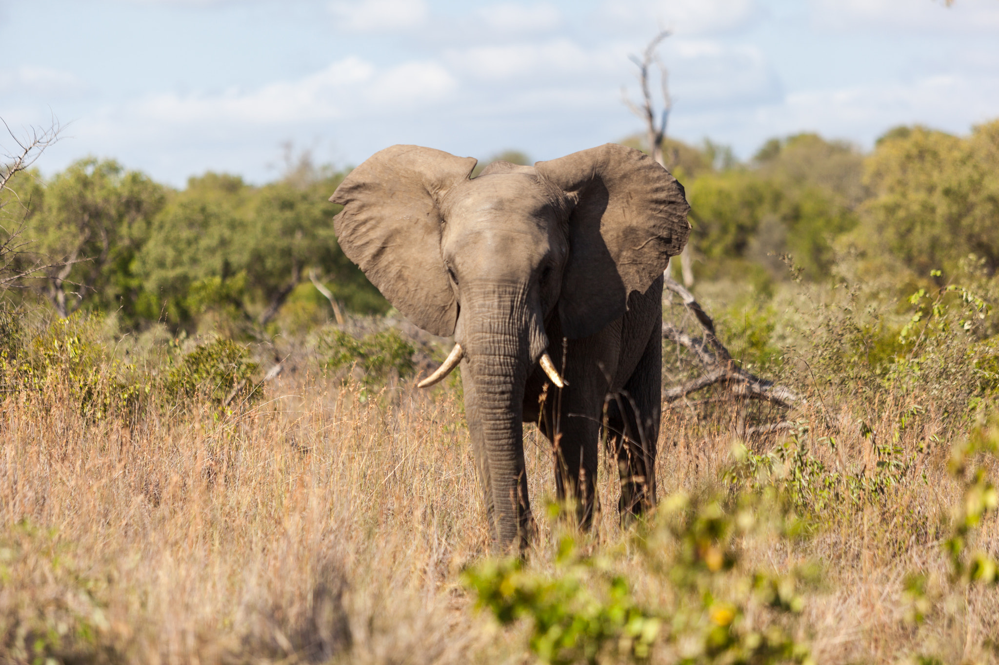 Canon EOS 5D Mark II sample photo. Kruger elephant photography