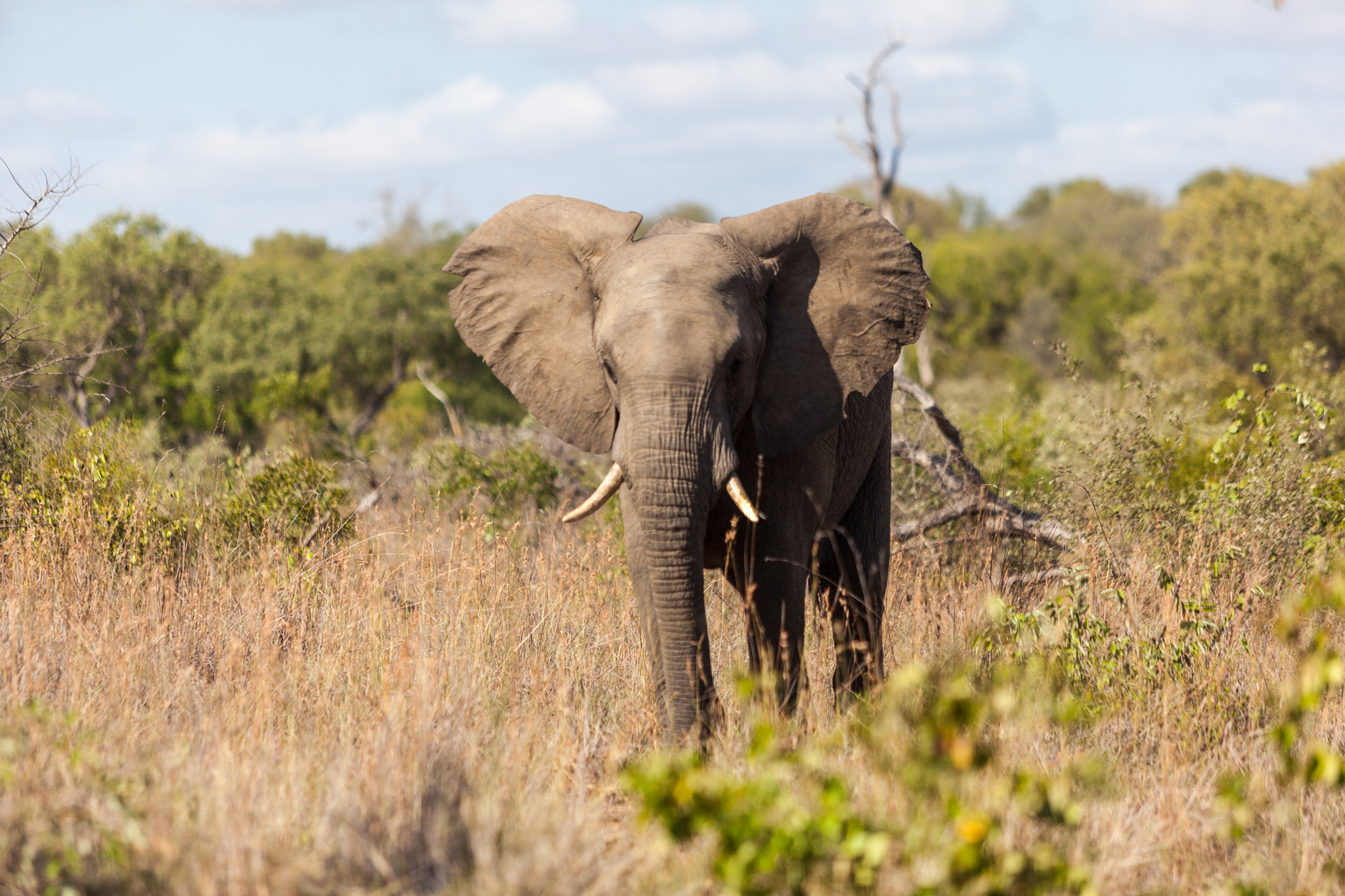 Canon EOS 5D Mark II + Canon EF 70-200mm F2.8L USM sample photo. Kruger elephant photography