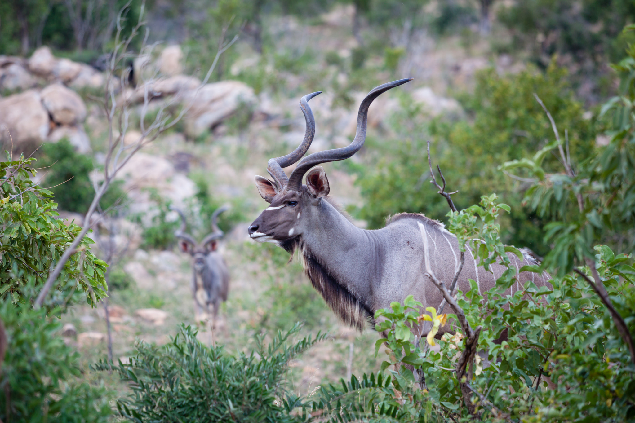 Canon EOS 5D Mark II + Canon EF 70-200mm F2.8L USM sample photo. Kudu photography