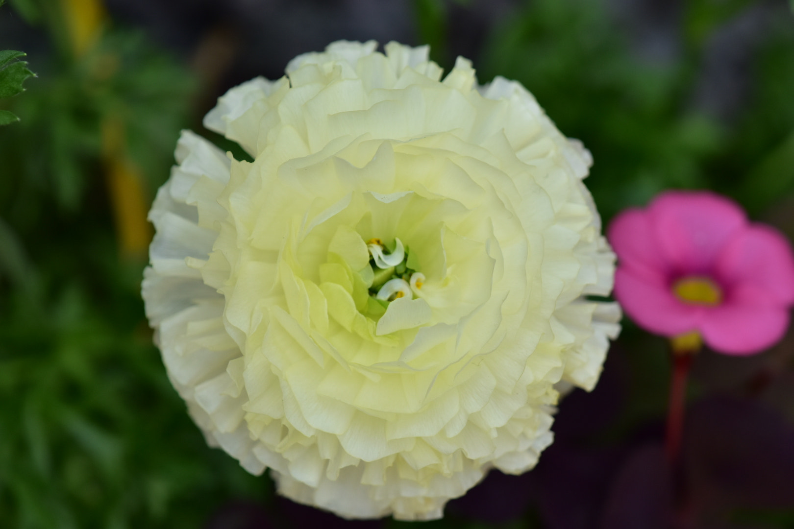 Nikon AF-S DX Micro-Nikkor 85mm F3.5G ED VR sample photo