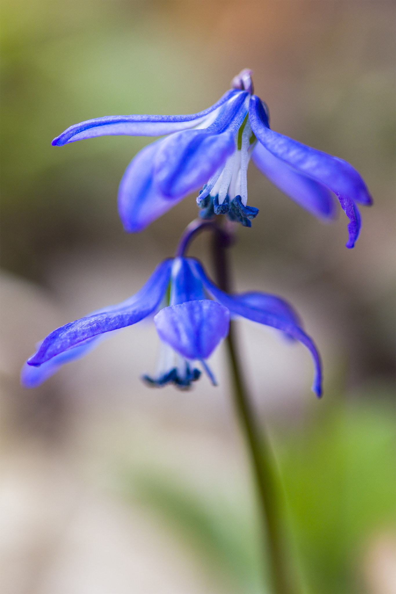 Canon EF 100mm F2.8 Macro USM sample photo. Scilla (пролеска) photography