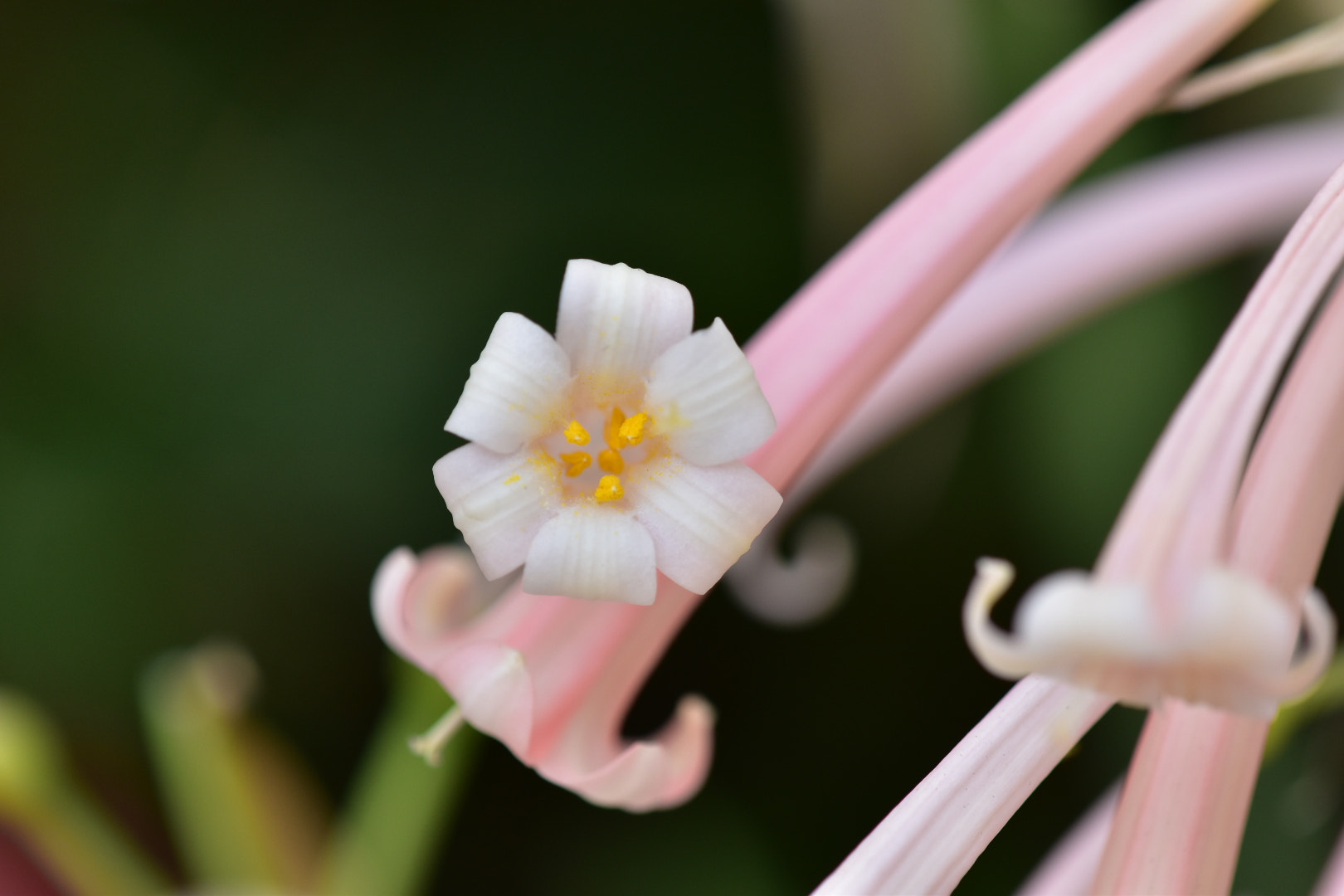 Nikon AF-S DX Micro-Nikkor 85mm F3.5G ED VR sample photo