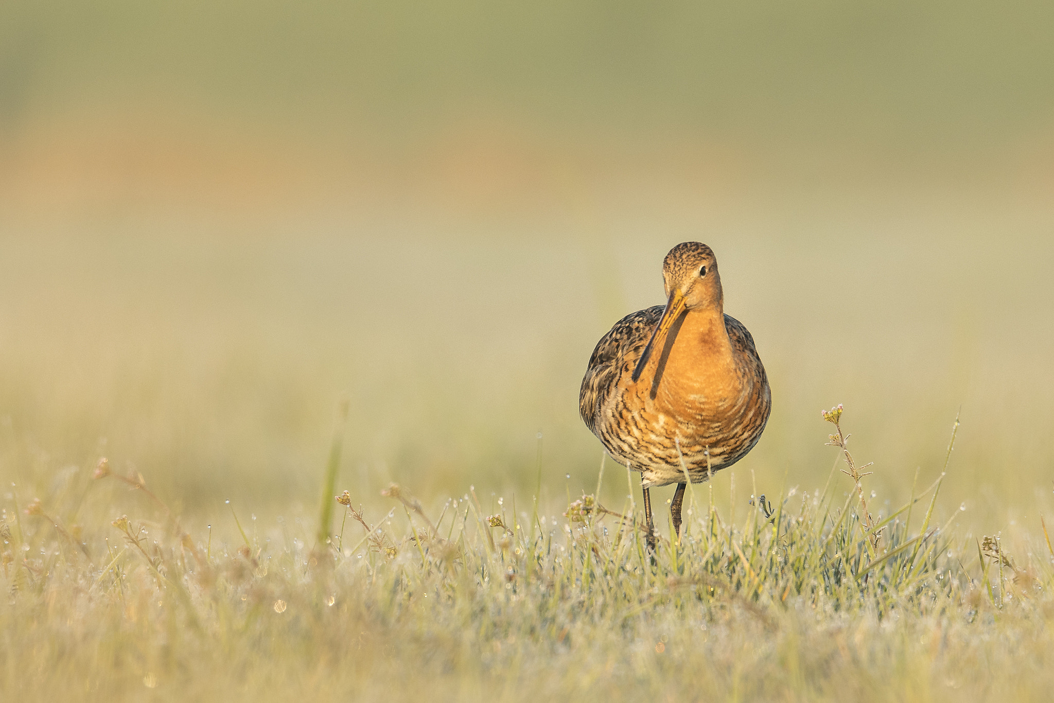Sigma 50mm F2.8 EX DG Macro sample photo. Black-tailed godwit in the early morning photography