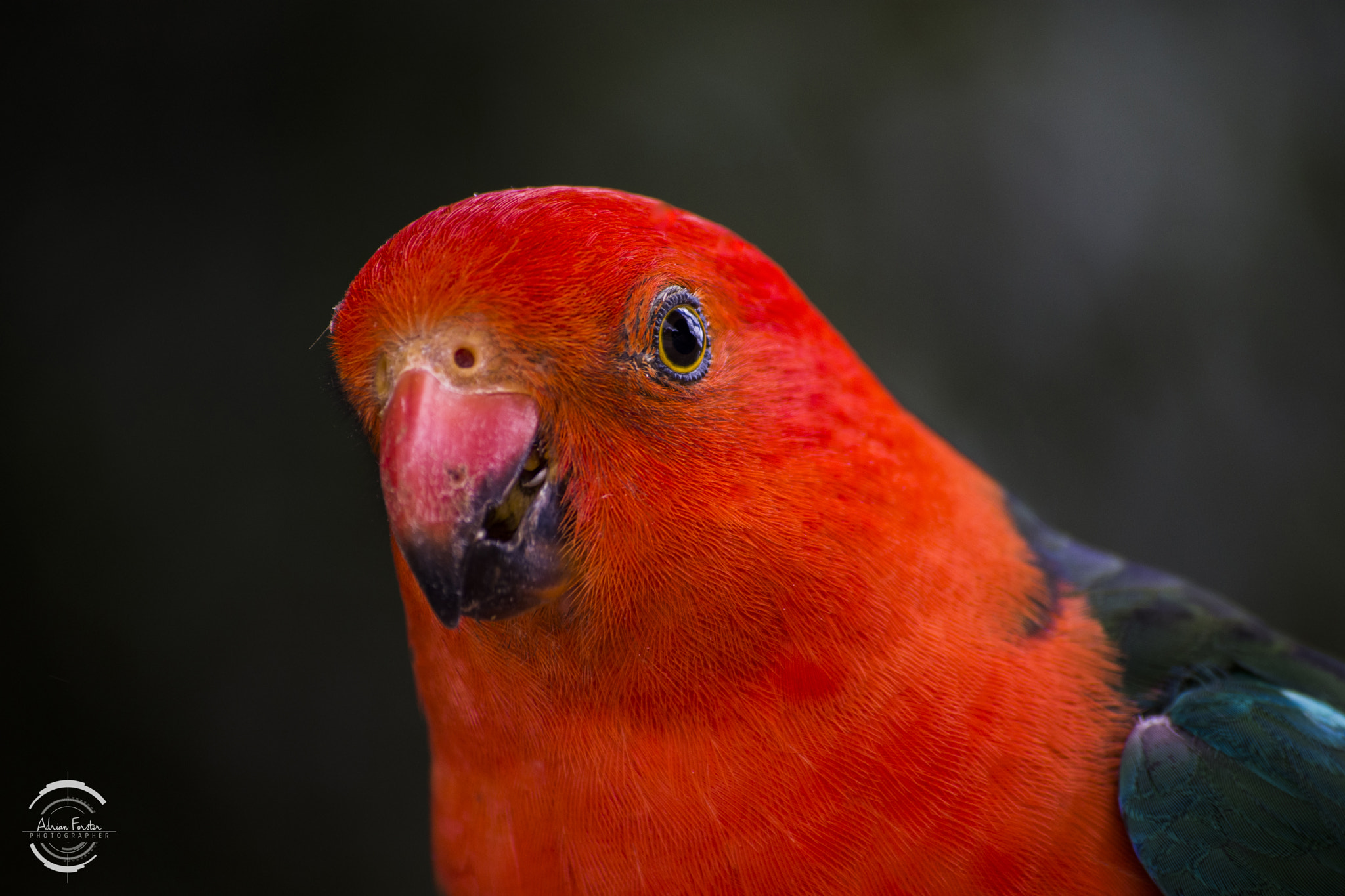 Nikon D7200 sample photo. King parrot logo photography