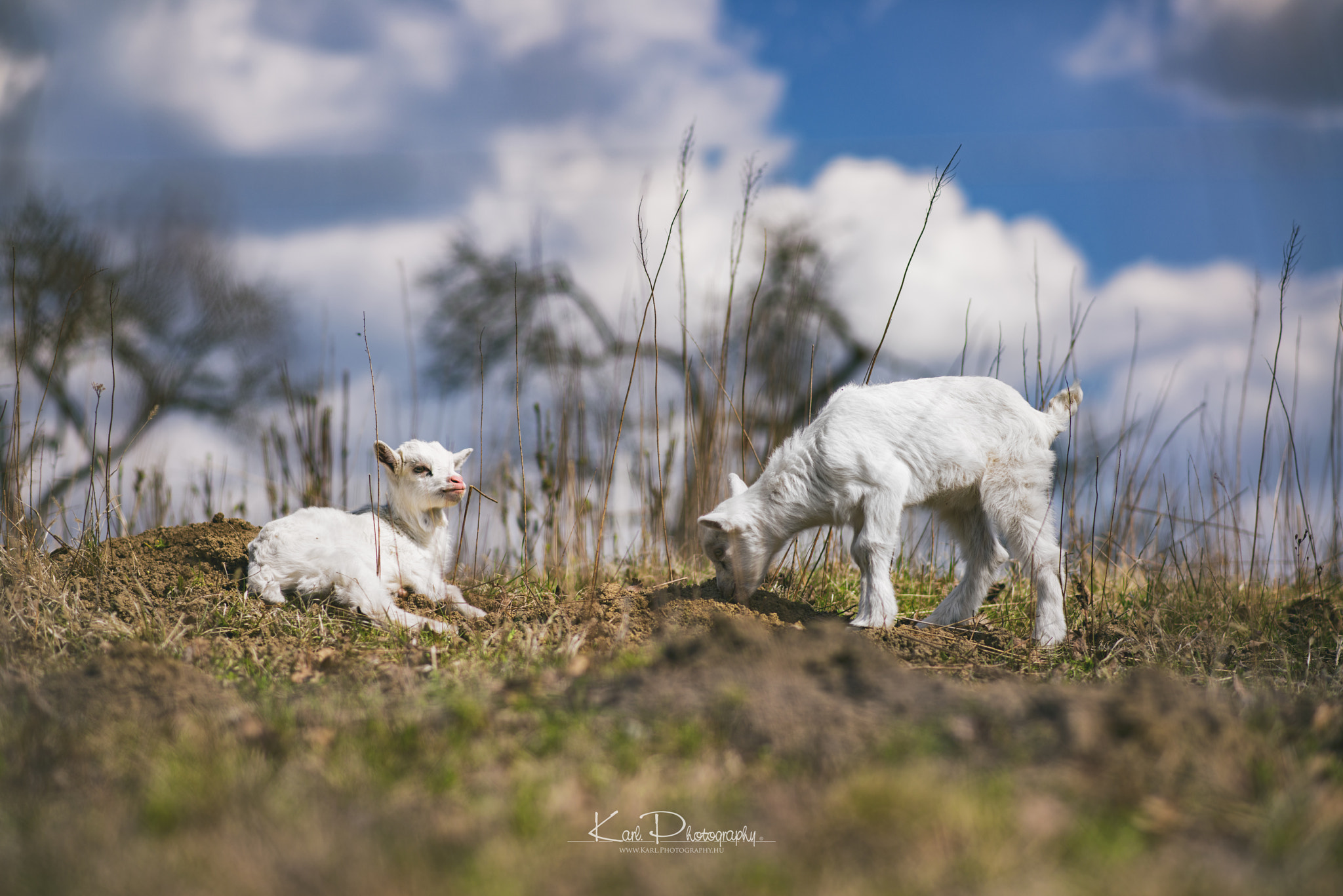 Nikon D800 sample photo. Free goat's in hungary ( Őrség) photography