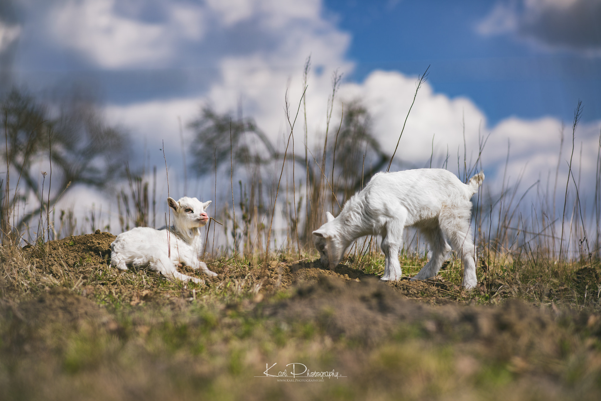 Nikon D800 + Nikon AF-S Nikkor 85mm F1.8G sample photo. Free goat's in hungary ( Őrség) photography