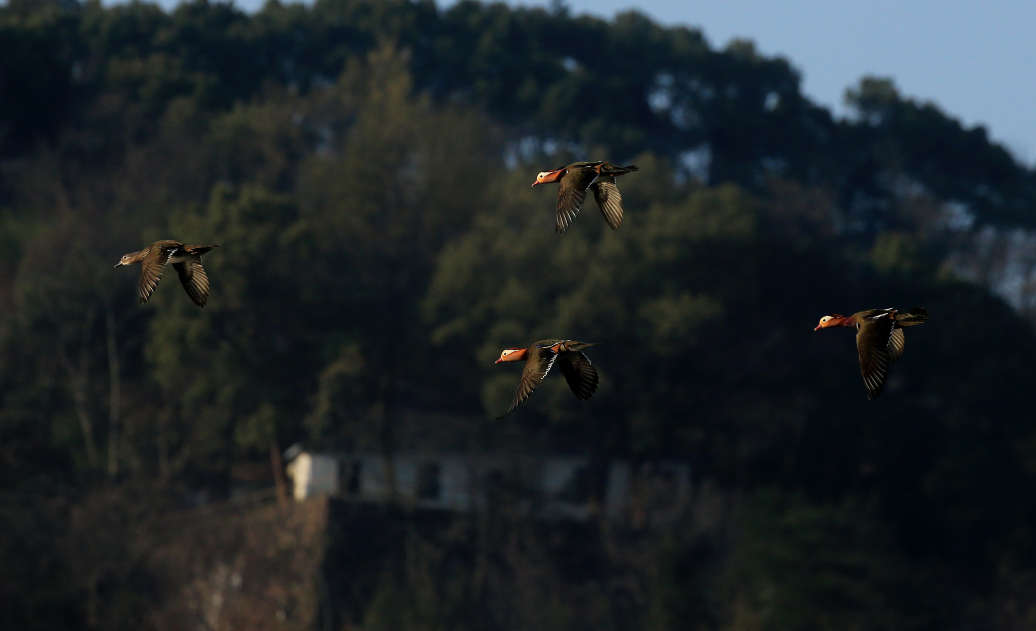 Canon EOS-1D X sample photo. Flying photography