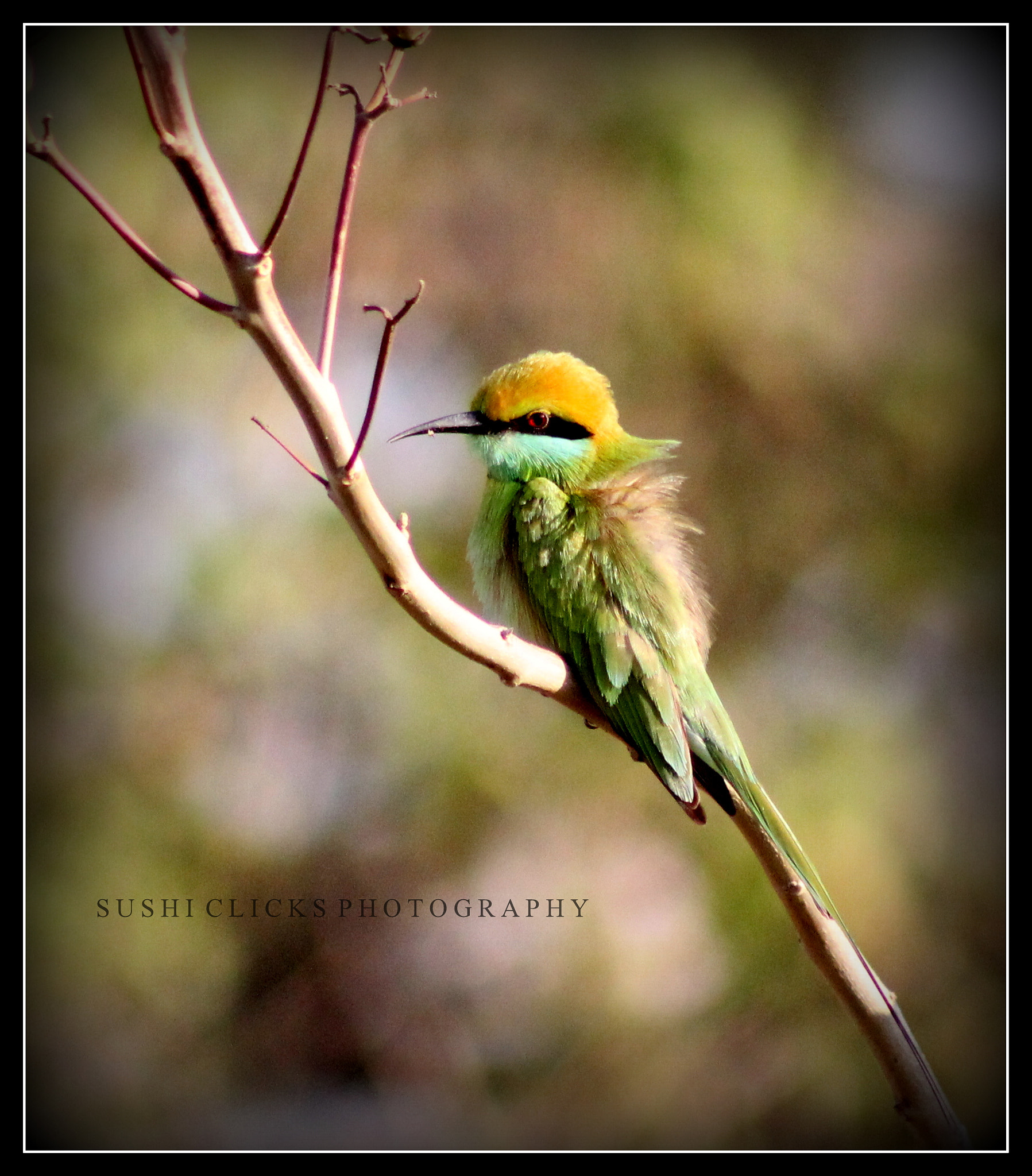 Canon EF 75-300mm f/4-5.6 USM sample photo. Green ant eater photography