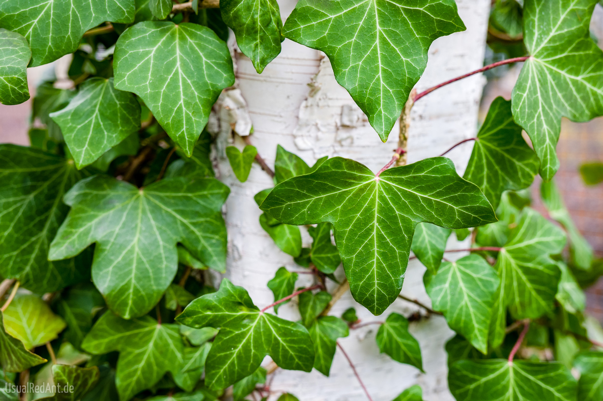 VARIO-ELMARIT 1:2.8-4.0/24-90mm ASPH. OIS sample photo. Efeu (hedera helix) photography