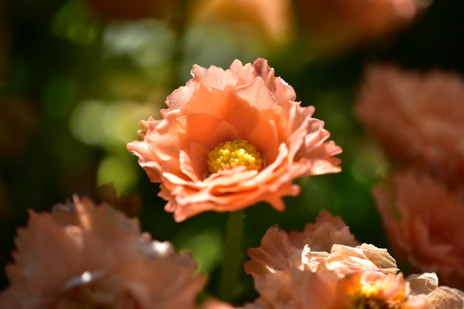 Nikon AF-S DX Micro-Nikkor 85mm F3.5G ED VR sample photo