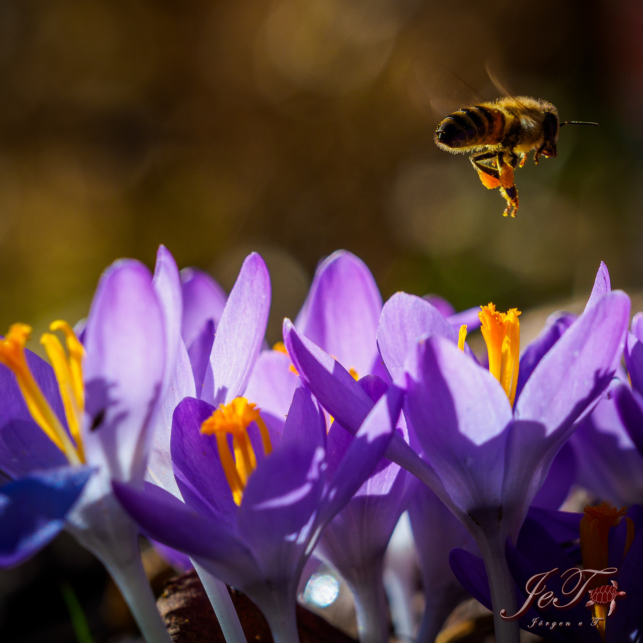 Olympus OM-D E-M1 Mark II sample photo. Krokus bi / crocus bee photography