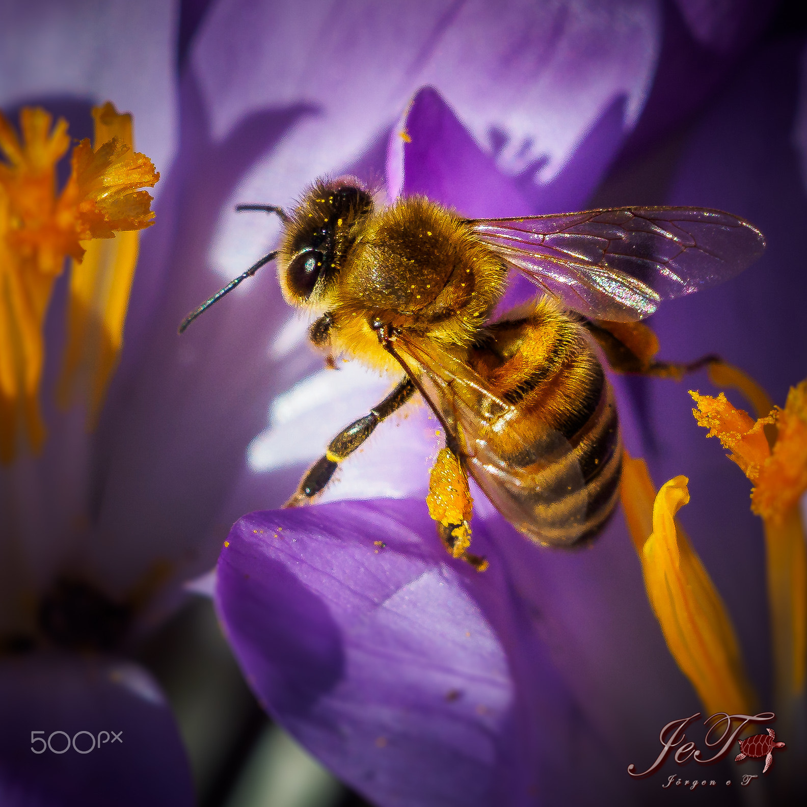 Olympus OM-D E-M1 Mark II sample photo. Krokus bi / crocus bee photography