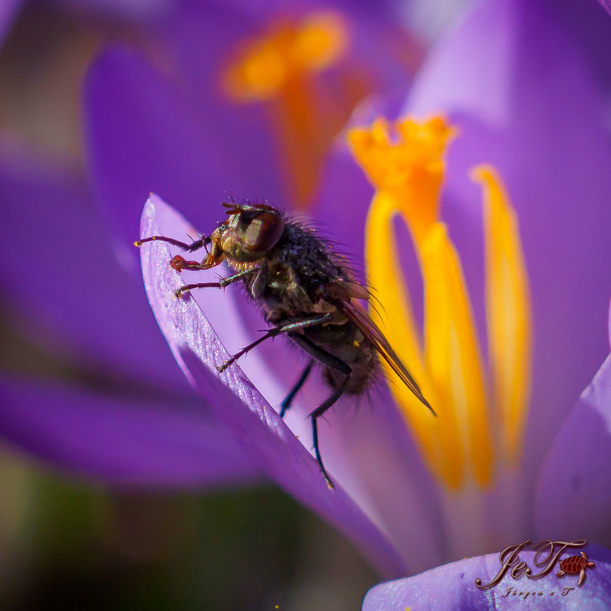 Olympus OM-D E-M1 Mark II + Olympus M.Zuiko Digital ED 40-150mm F2.8 Pro sample photo. Krokus fluga / crocus fly photography