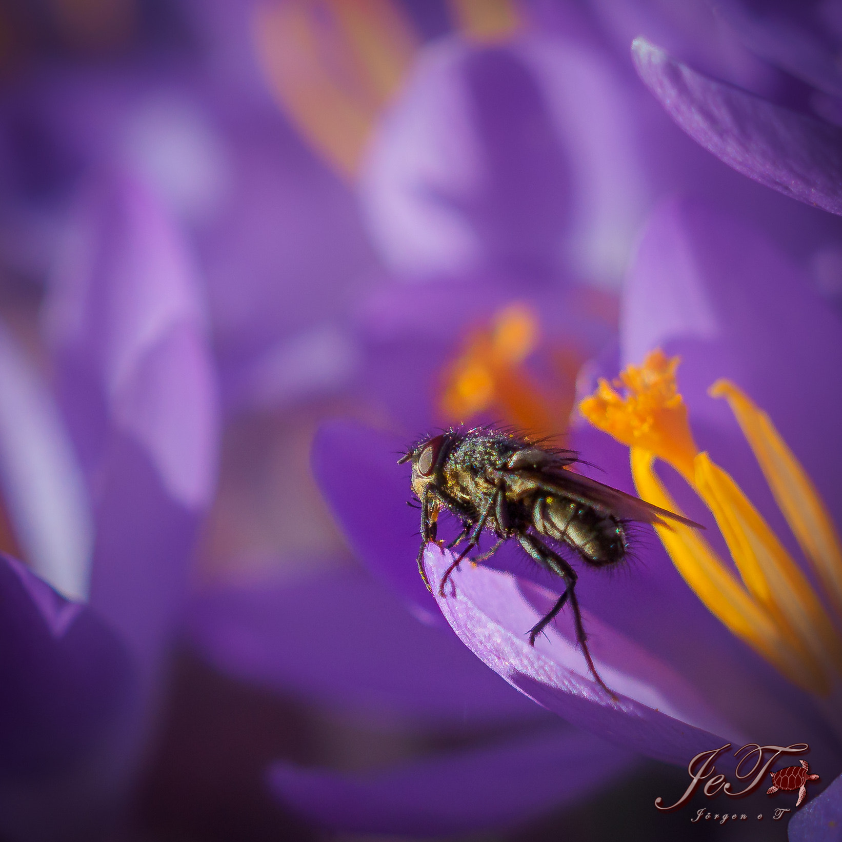 Olympus OM-D E-M1 Mark II + Olympus M.Zuiko Digital ED 40-150mm F2.8 Pro sample photo. Krokus fluga / crocus fly photography