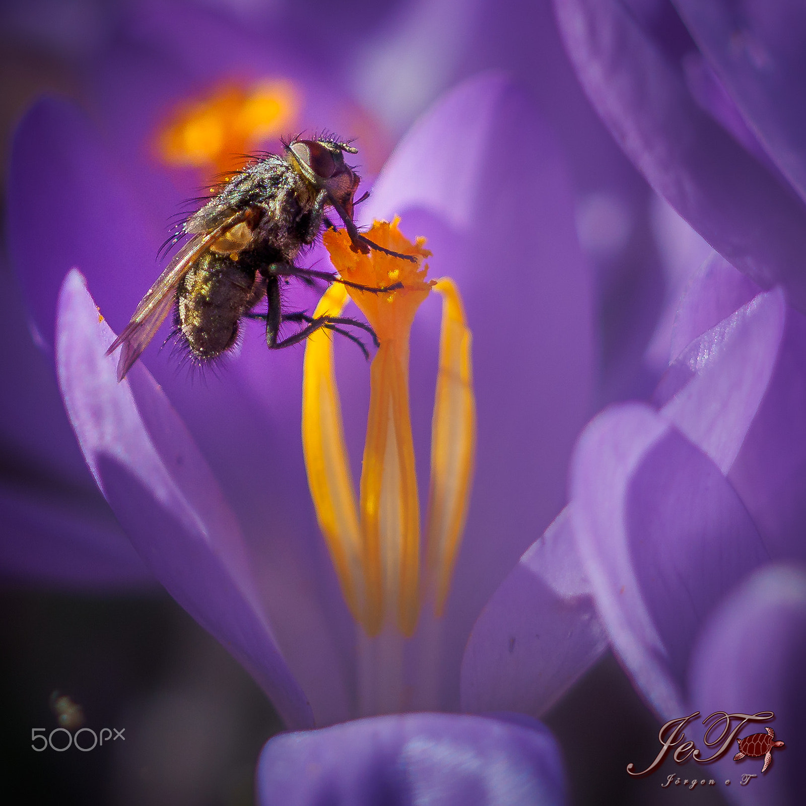 Olympus OM-D E-M1 Mark II + Olympus M.Zuiko Digital ED 40-150mm F2.8 Pro sample photo. Krokus fluga / crocus fly photography
