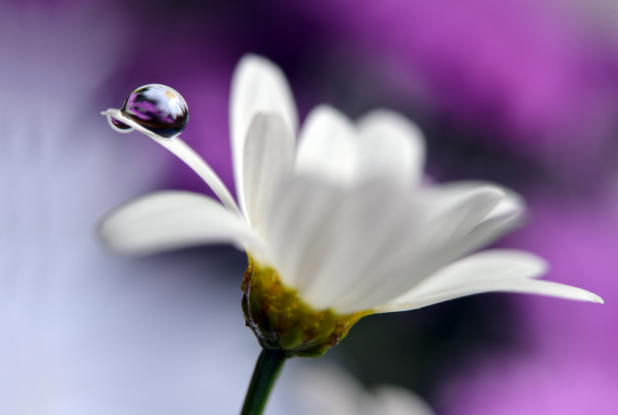 Nikon AF-S Micro-Nikkor 60mm F2.8G ED sample photo. Lift me ! photography