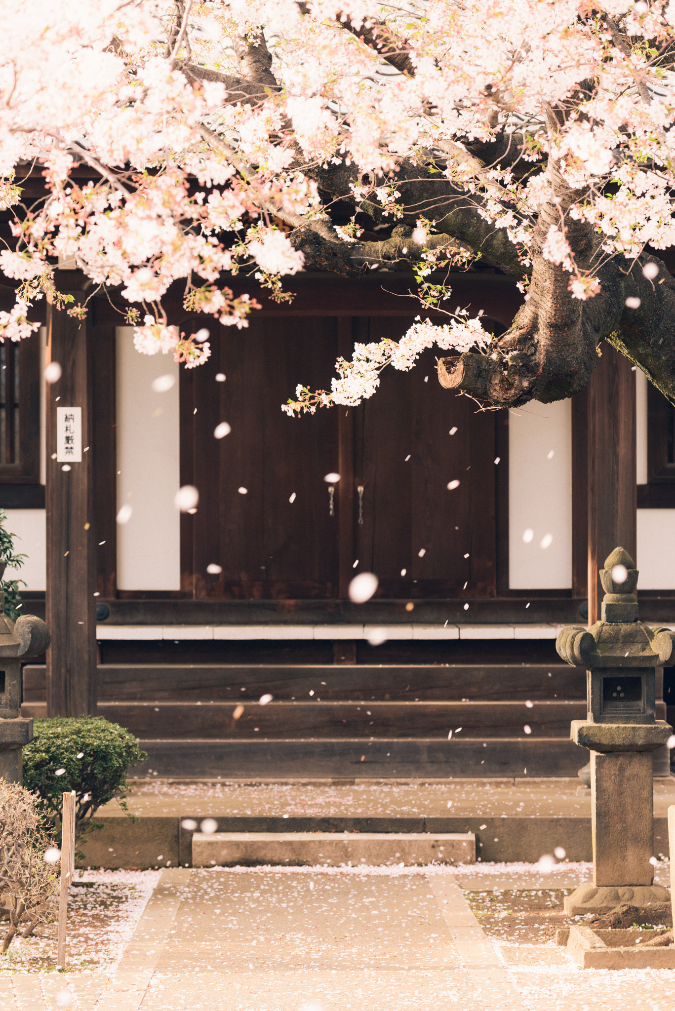 Nikon AF-S Nikkor 70-200mm F4G ED VR sample photo. Sakura photography