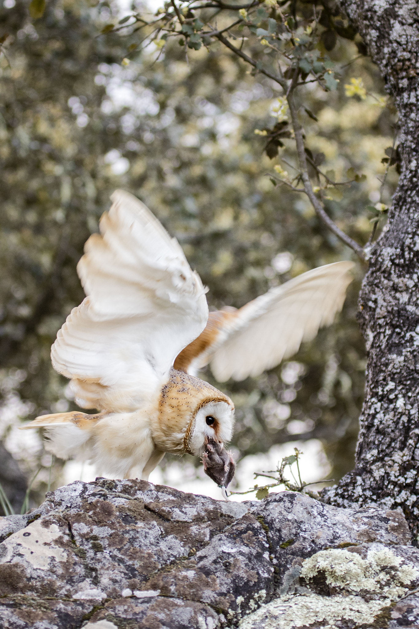 Canon EF 100-400mm F4.5-5.6L IS USM sample photo. Lechuza (tyto alba) photography