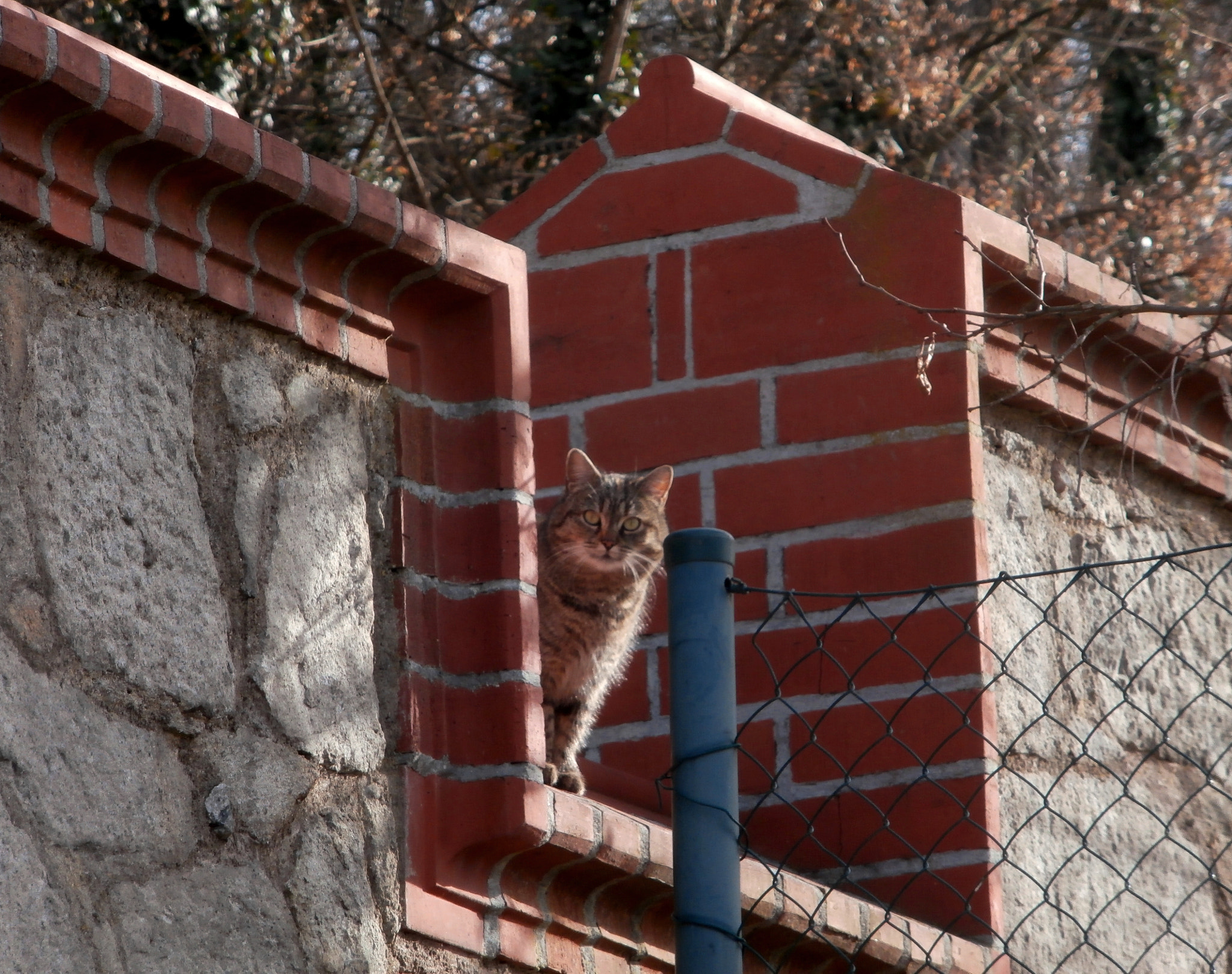 Olympus VR360,D760 sample photo. Cat on wall photography