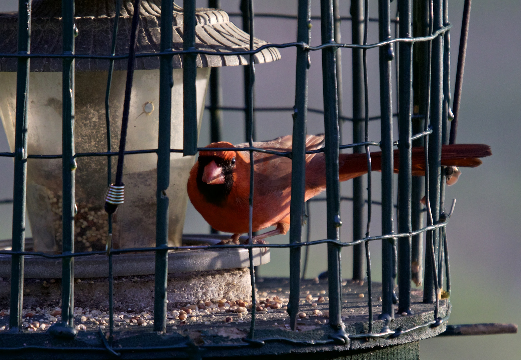 Sigma 50-500mm f/4-6.3 APO HSM EX sample photo. Backyard cardinal on our feeder photography