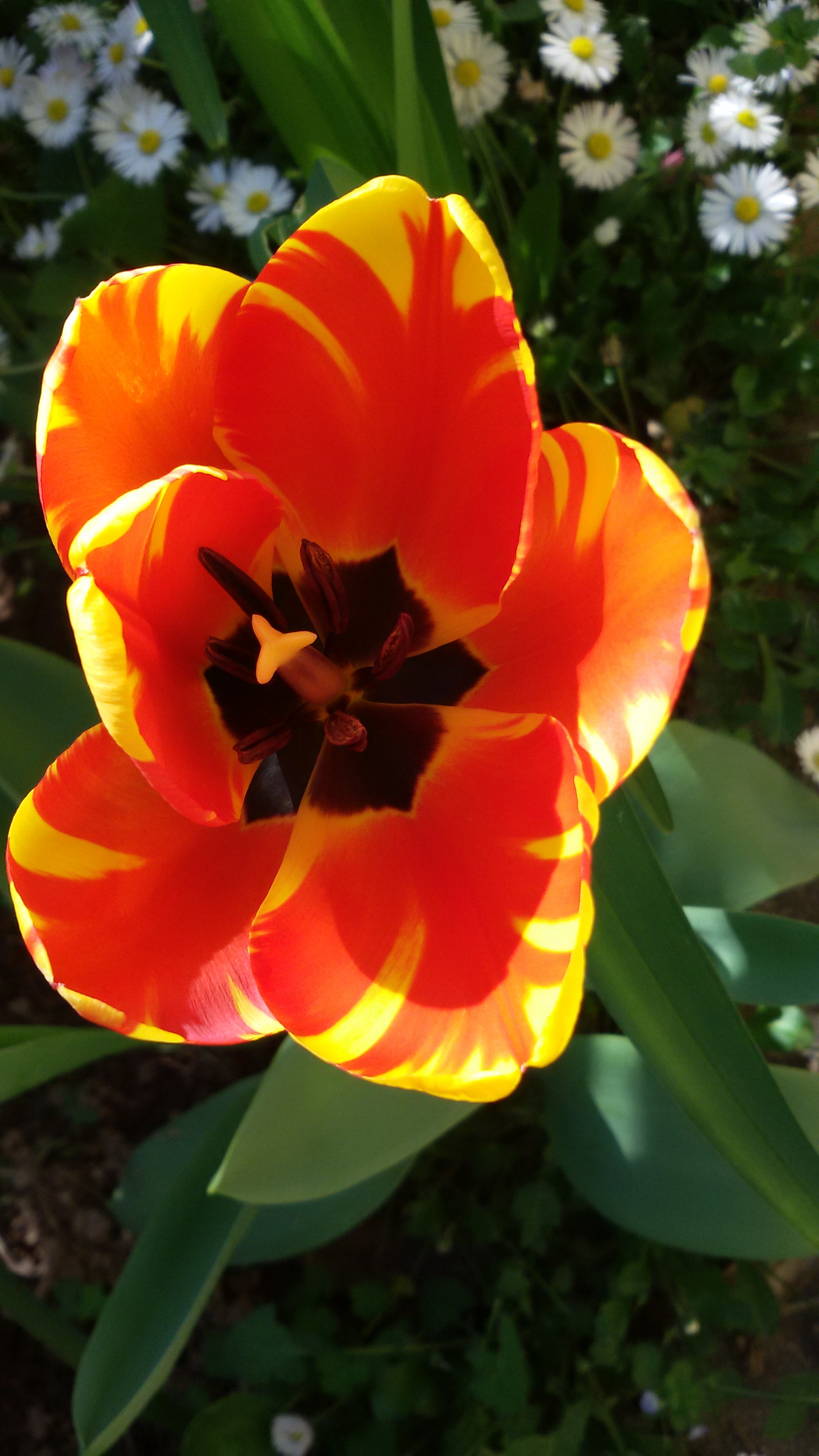 Samsung Galaxy S3 Neo sample photo. Springtime  photography