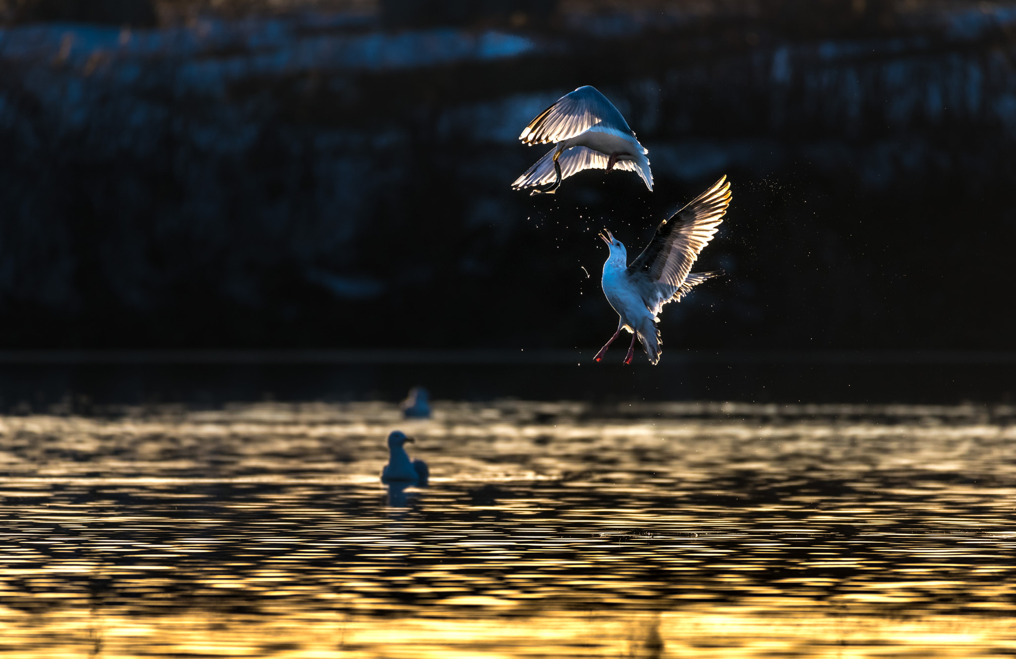 Sigma 150-600mm F5-6.3 DG OS HSM | C sample photo. Mid_air food fighting photography
