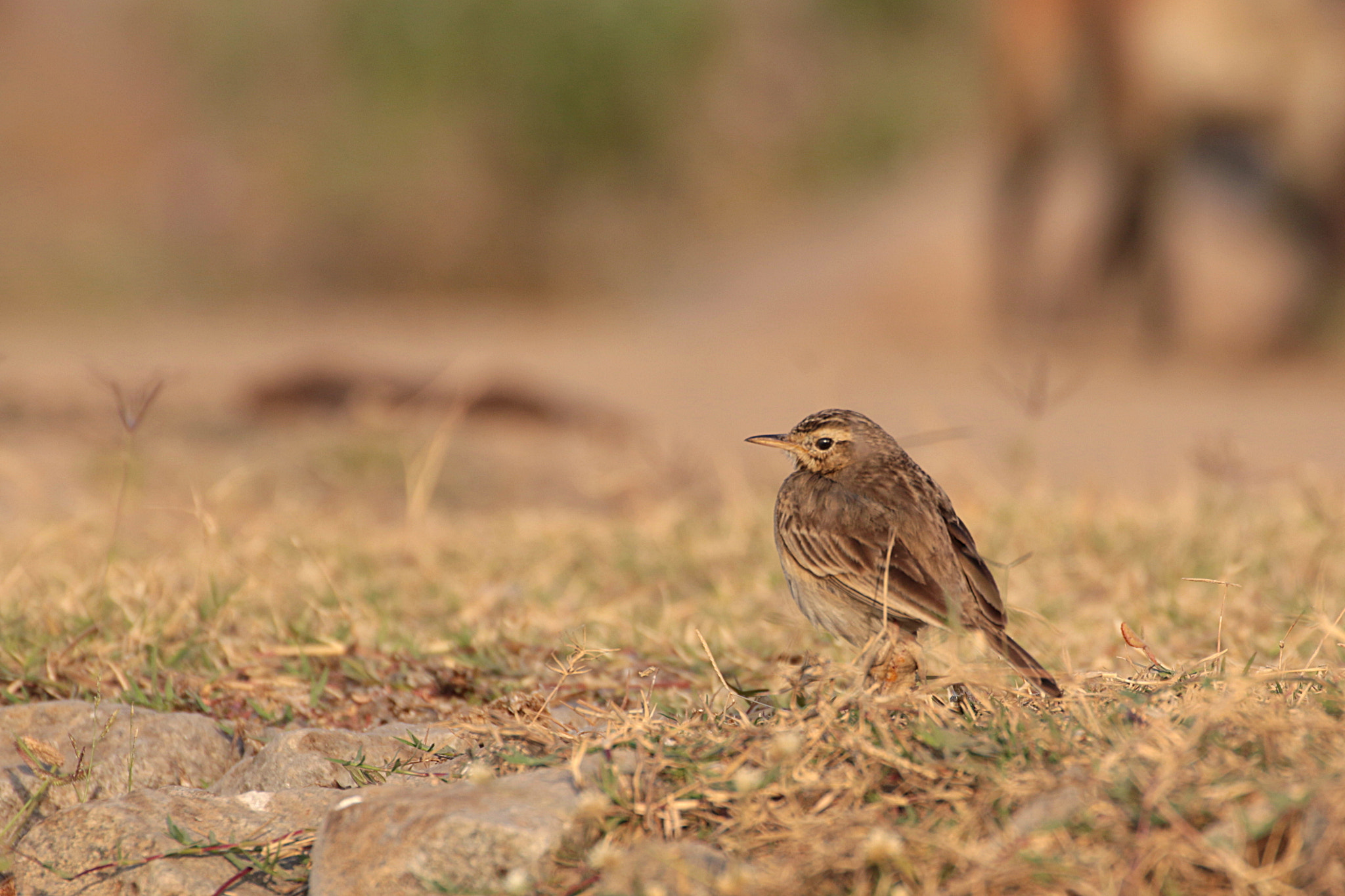 Canon EOS 70D + Tamron SP 35mm F1.8 Di VC USD sample photo. Pipit photography