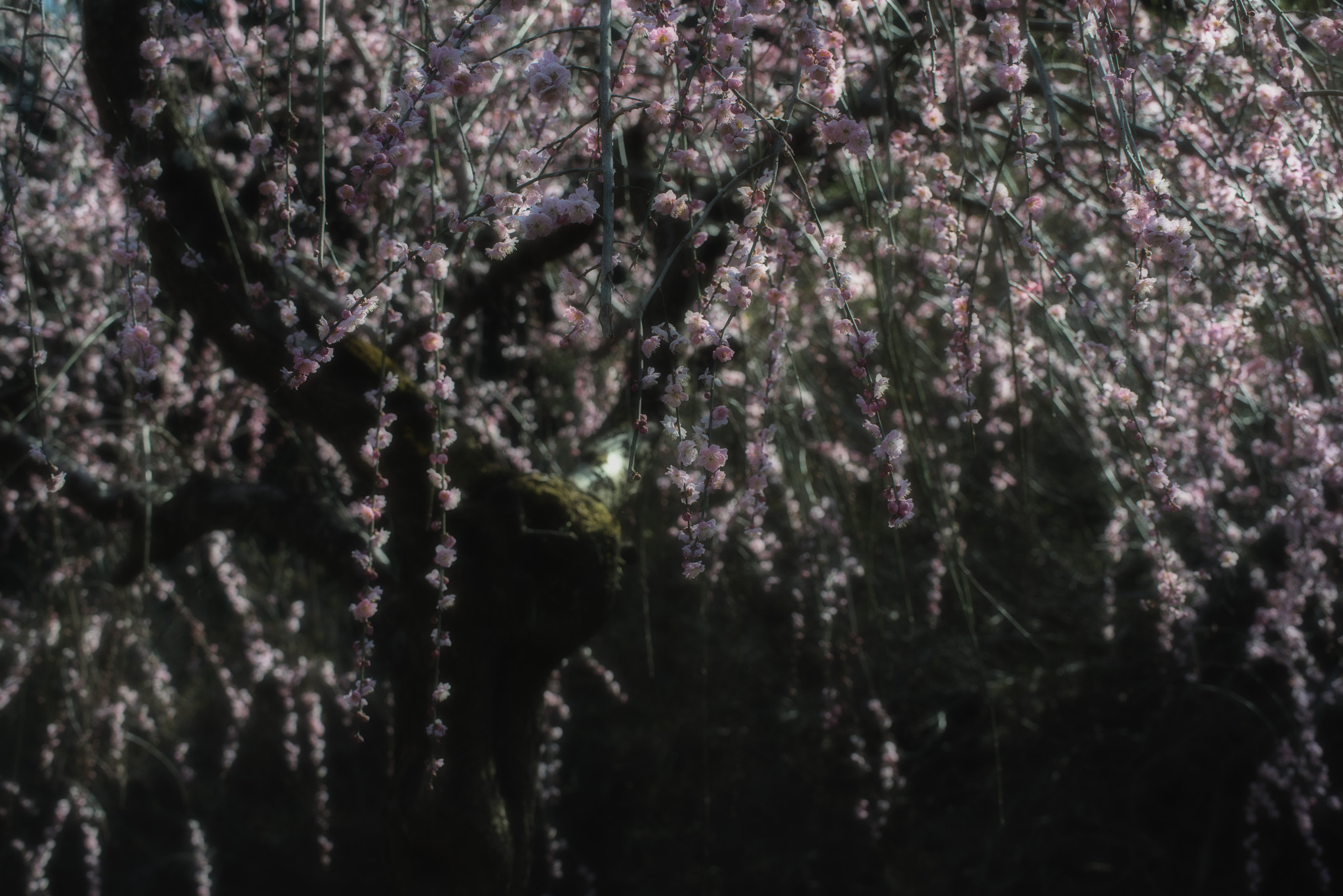 Nikon D800 sample photo. Gently photography
