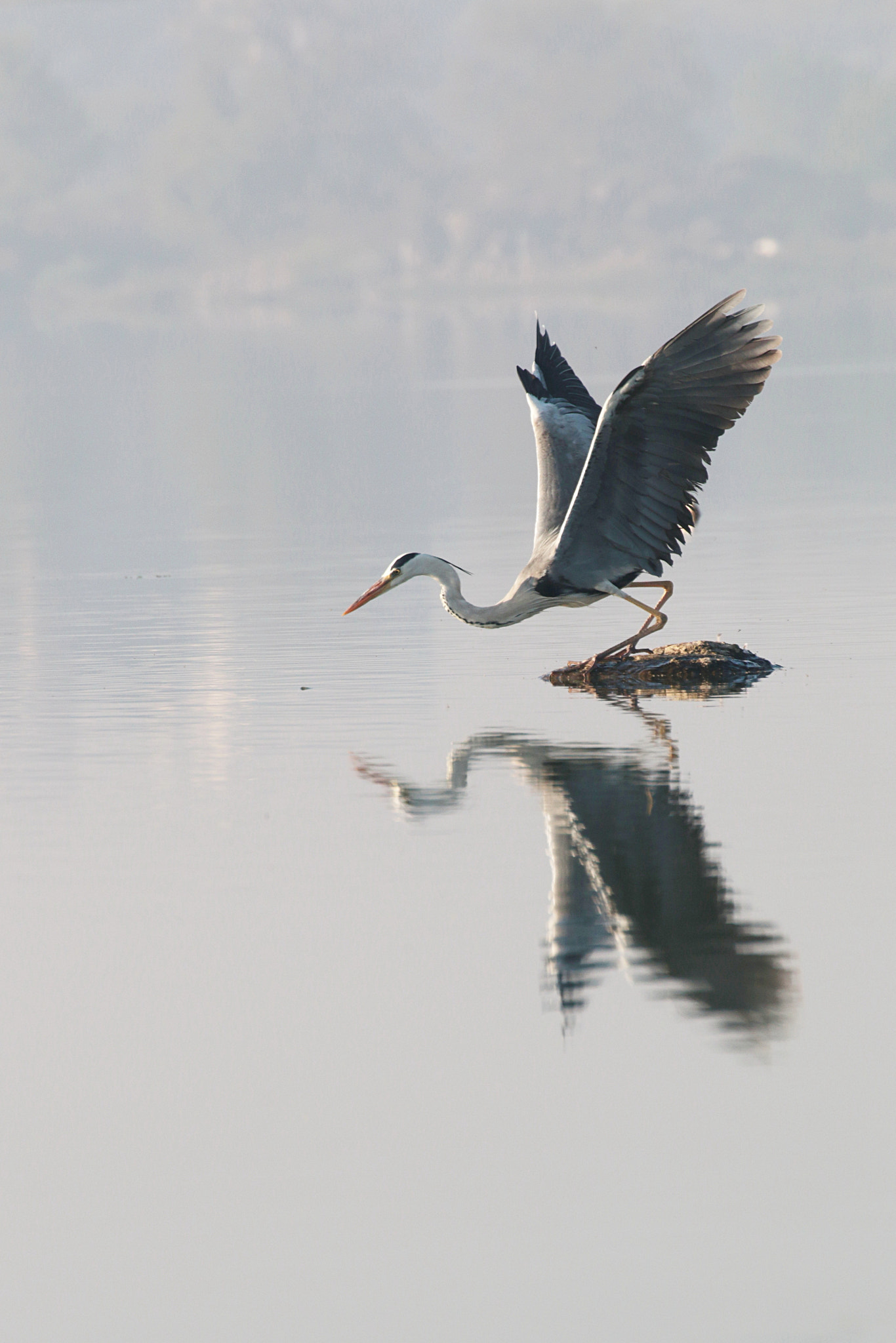 Canon EOS 70D + Tamron SP 35mm F1.8 Di VC USD sample photo. Something fishy photography