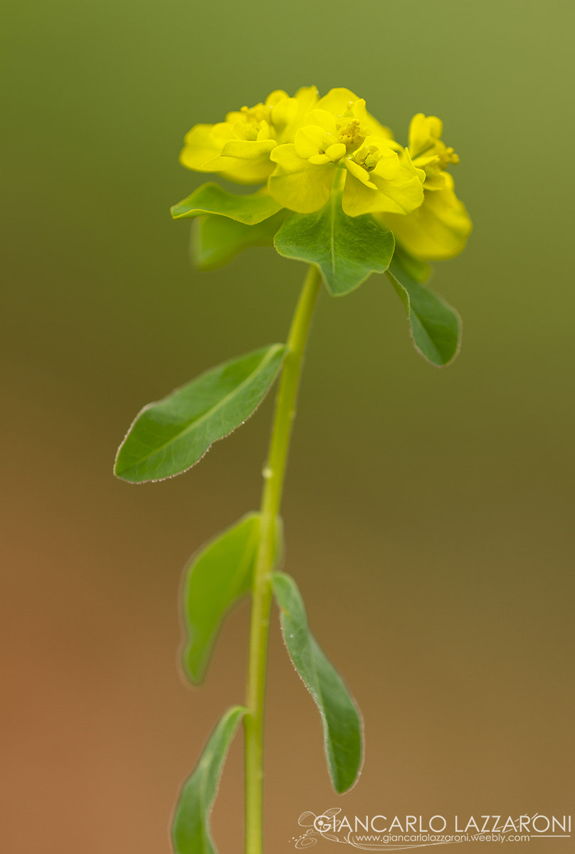 Canon EOS 7D sample photo. Fiori e farfalla web firmata photography